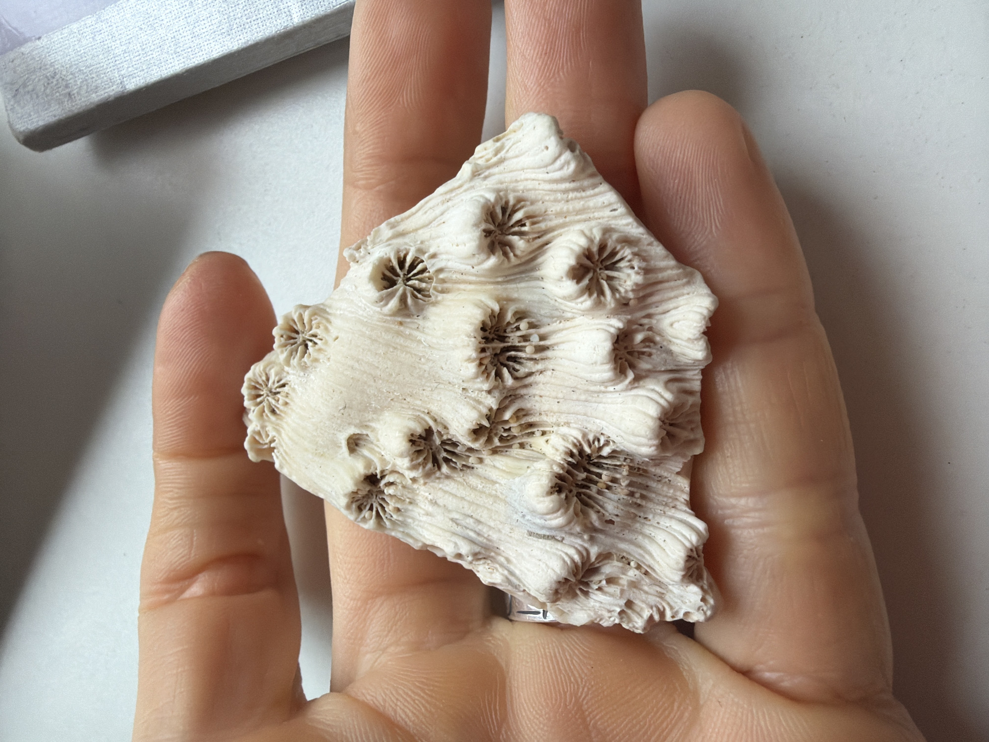 Person examines coral, beads, succulent in Saint Petersburg morning