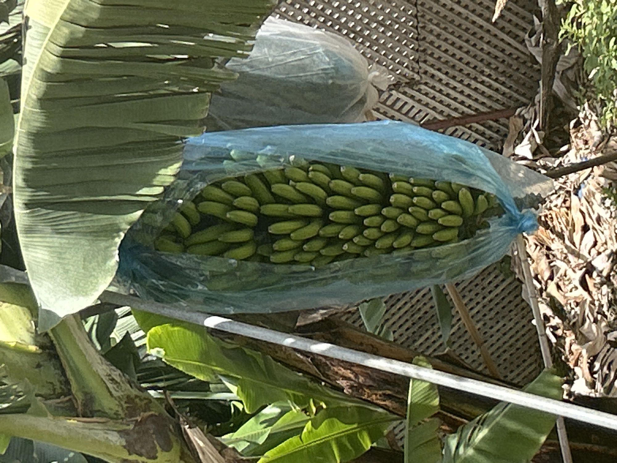 Banana farming with plastic protection observed in Câmara de Lobos