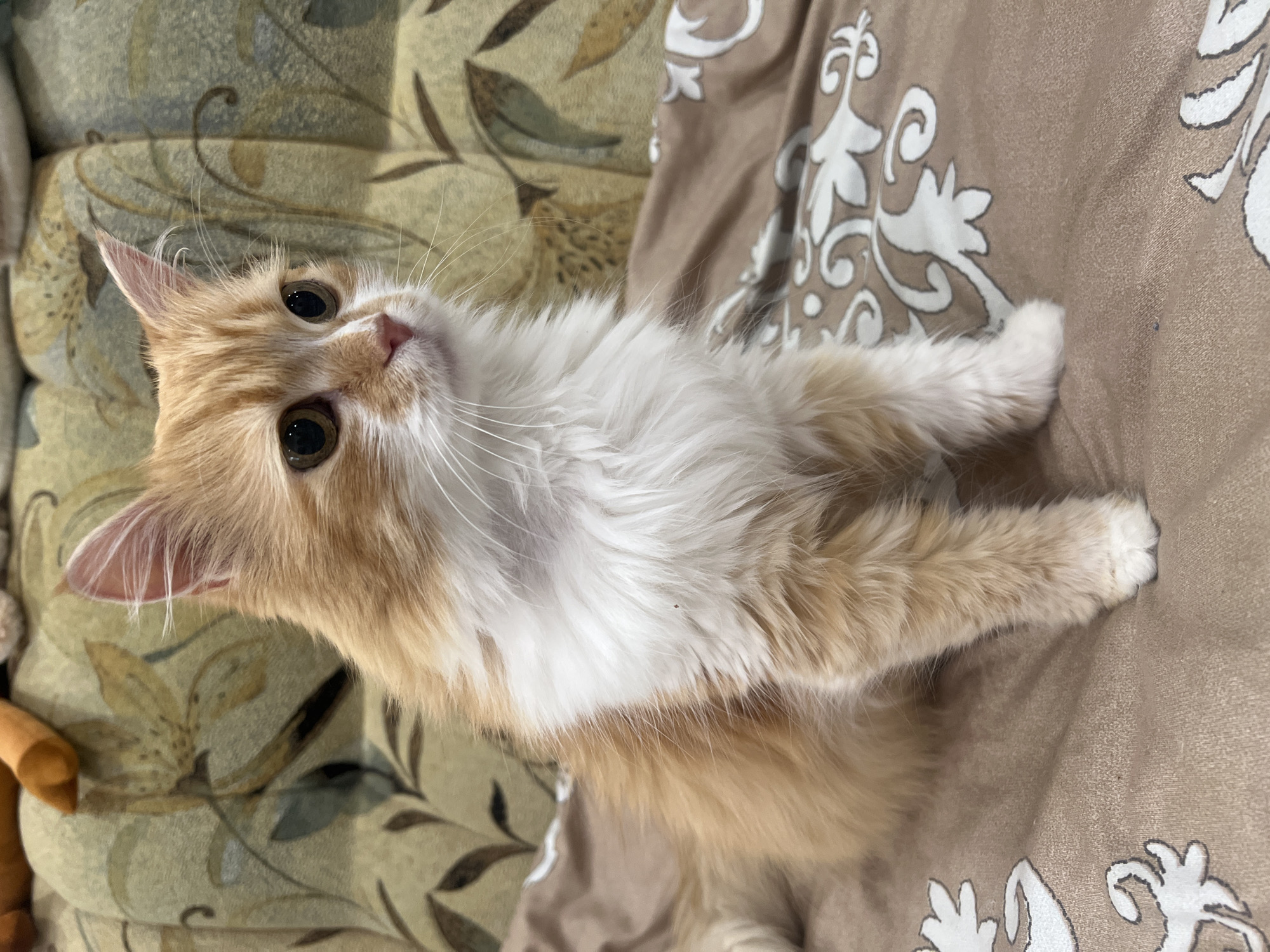 Cats napping and lounging at home in Dnipro