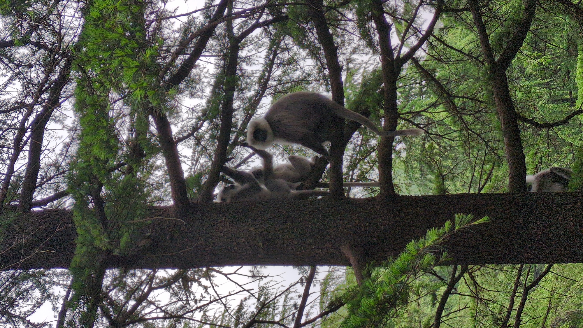 Gray Langurs spotted in forest canopy near Naddi, India