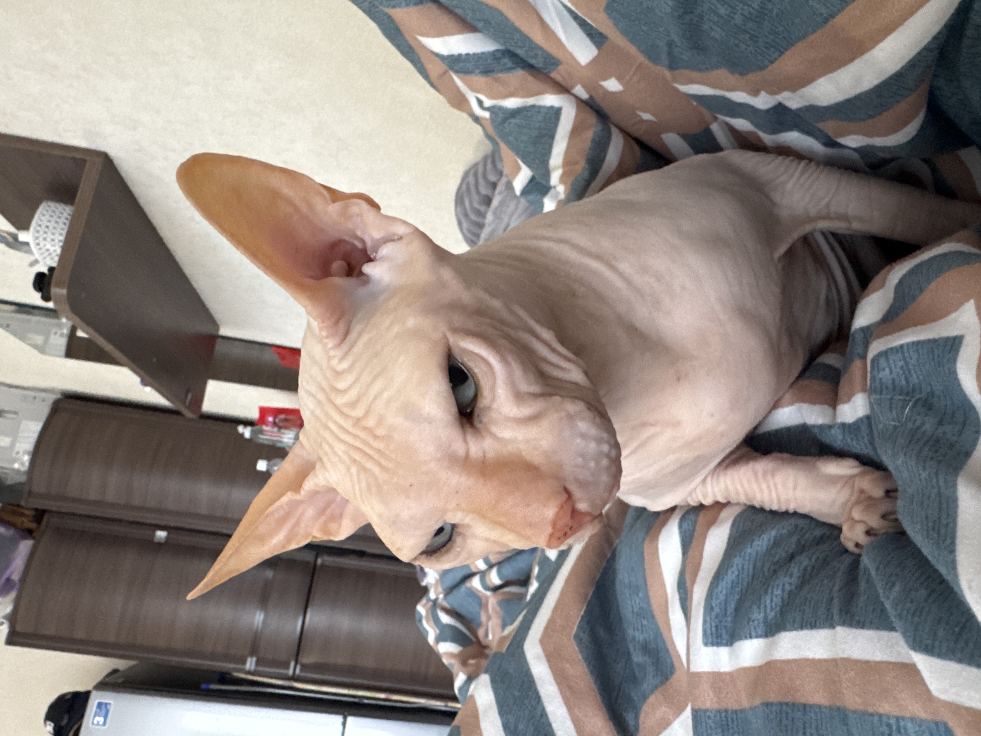Hairless Pink Cat Spotted Resting on Blanket in Russia