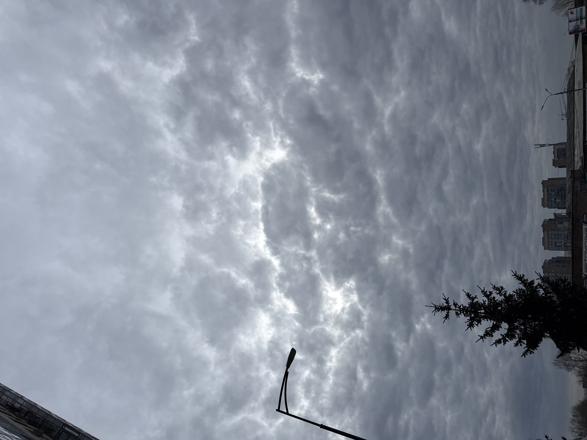 Corgi spotted on leash in Krasnoyarsk under cloudy skies
