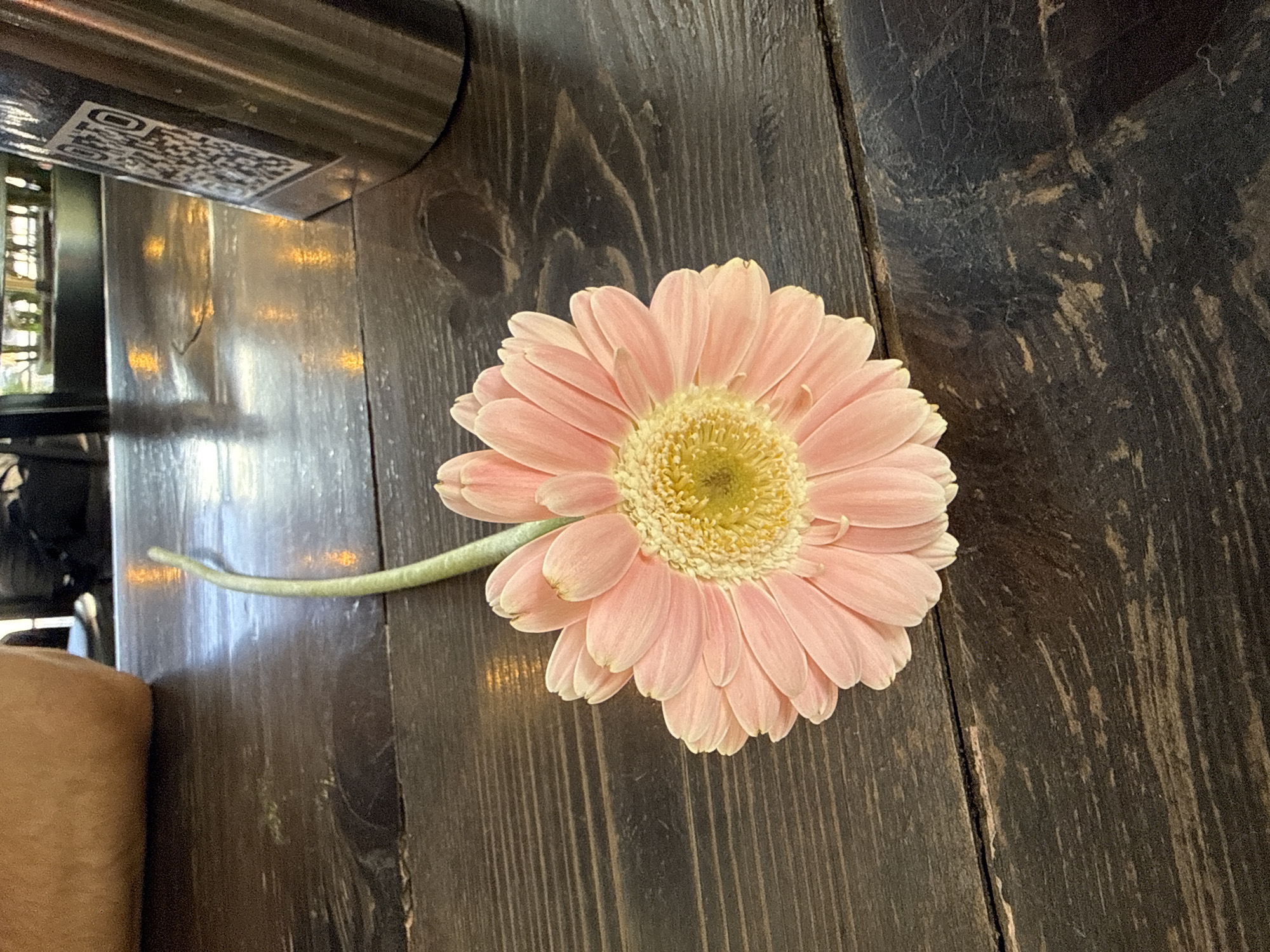 Pink gerbera daisy observed on wooden table in Mexico