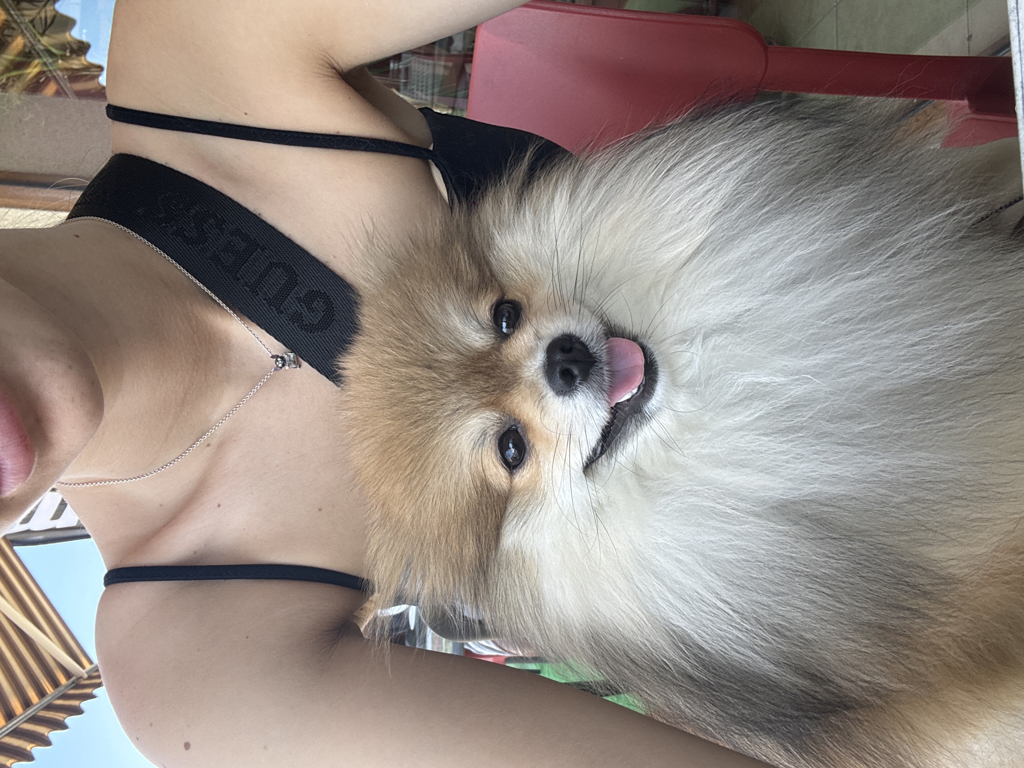 Pomeranian cuddle moment in Nesebar, Bulgaria