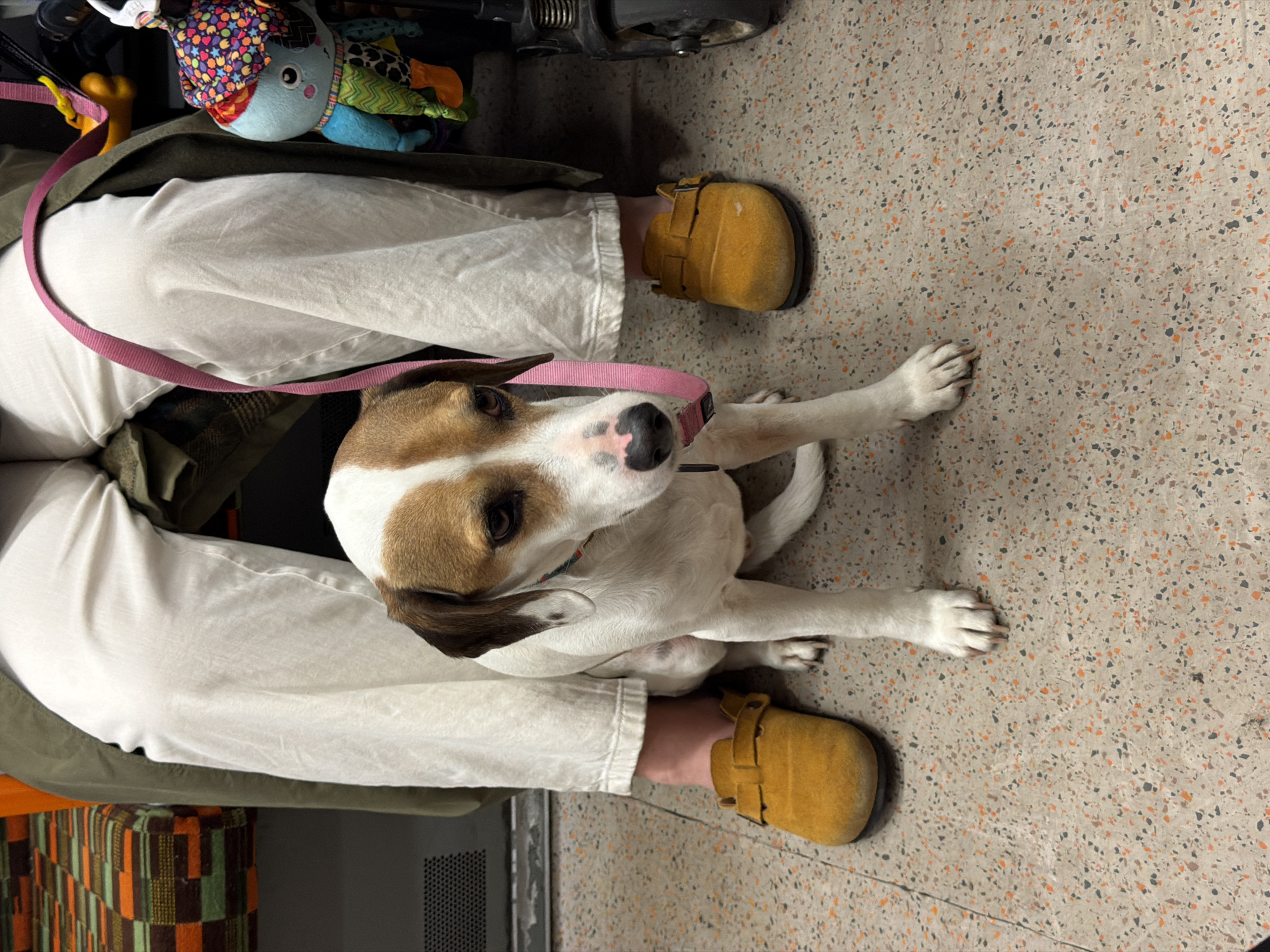 Dog in pink collar sits attentively indoors in London