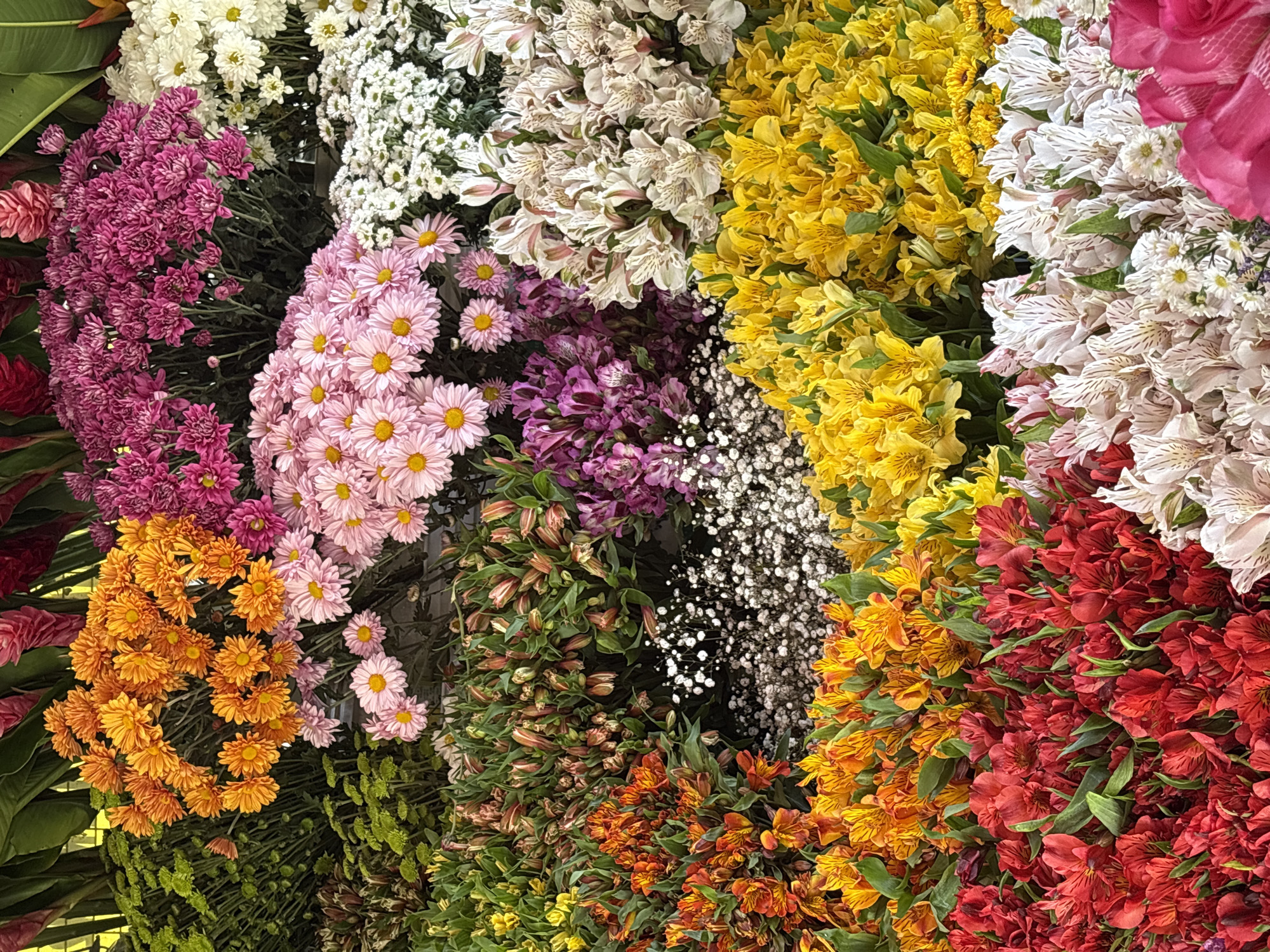 Vibrant flower displays spotted in Barranco, Peru