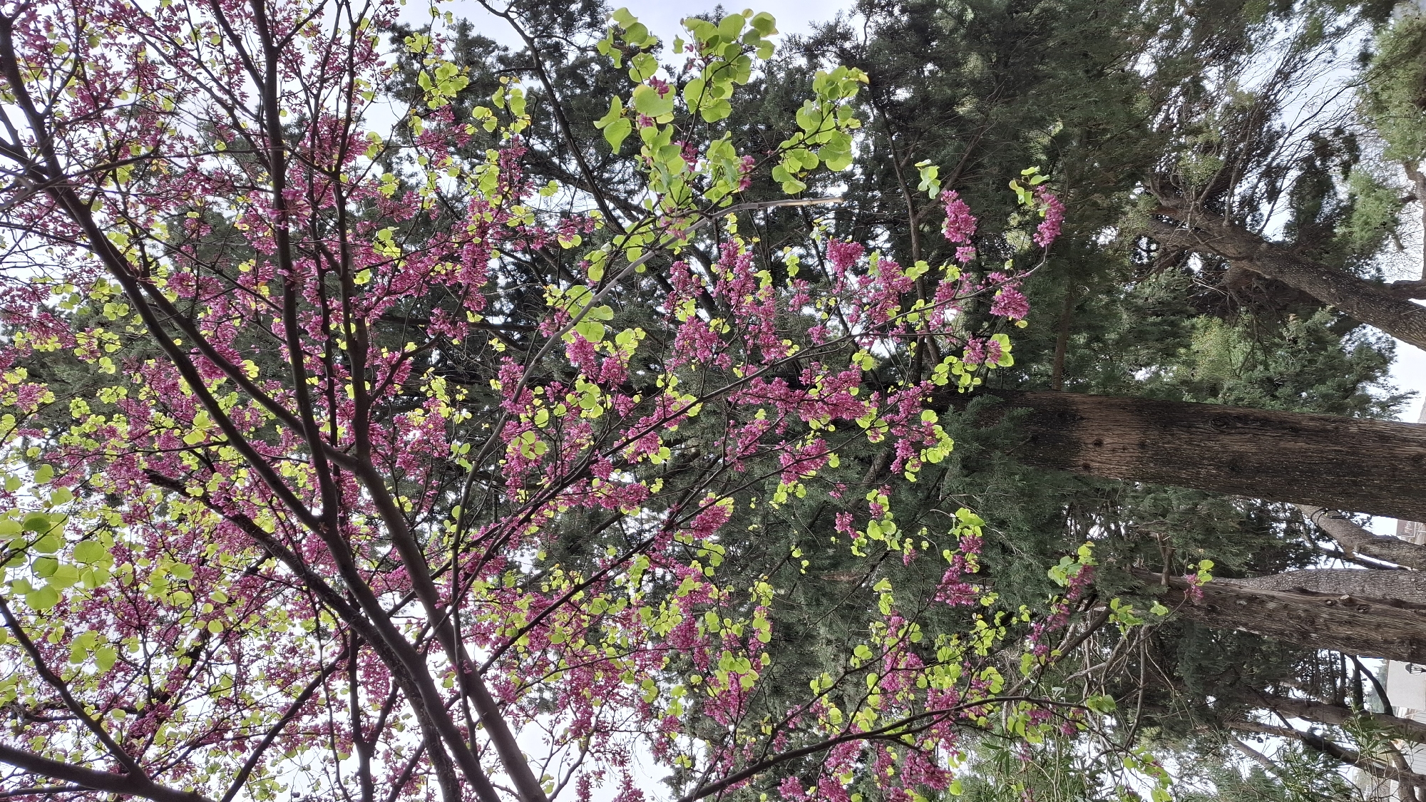 Spring morning scenes documented across Budva, Montenegro coastline