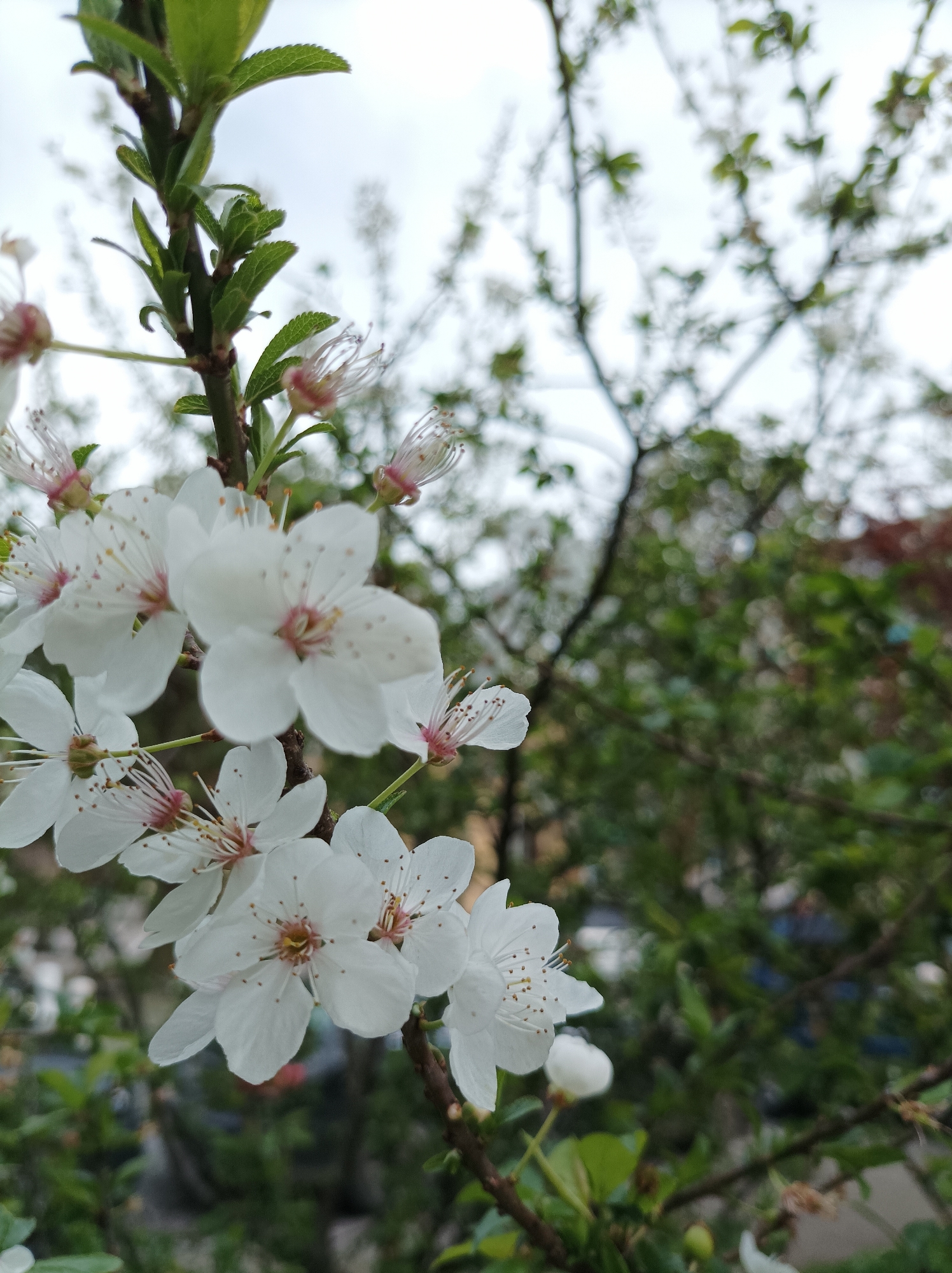 Spring blooms and ivy-covered buildings observed in Batumi