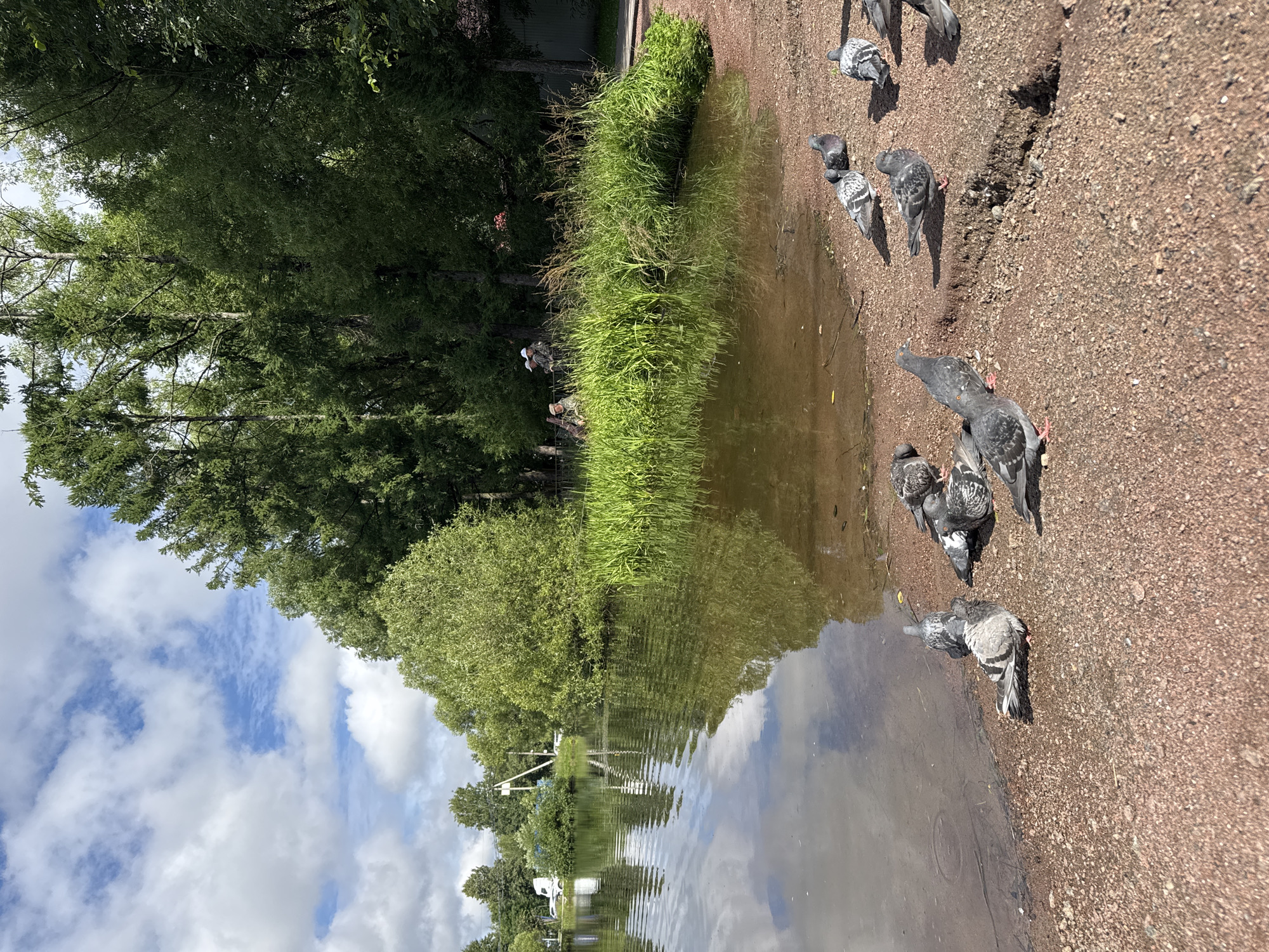 Feeding birds by a park pond in Saint Petersburg