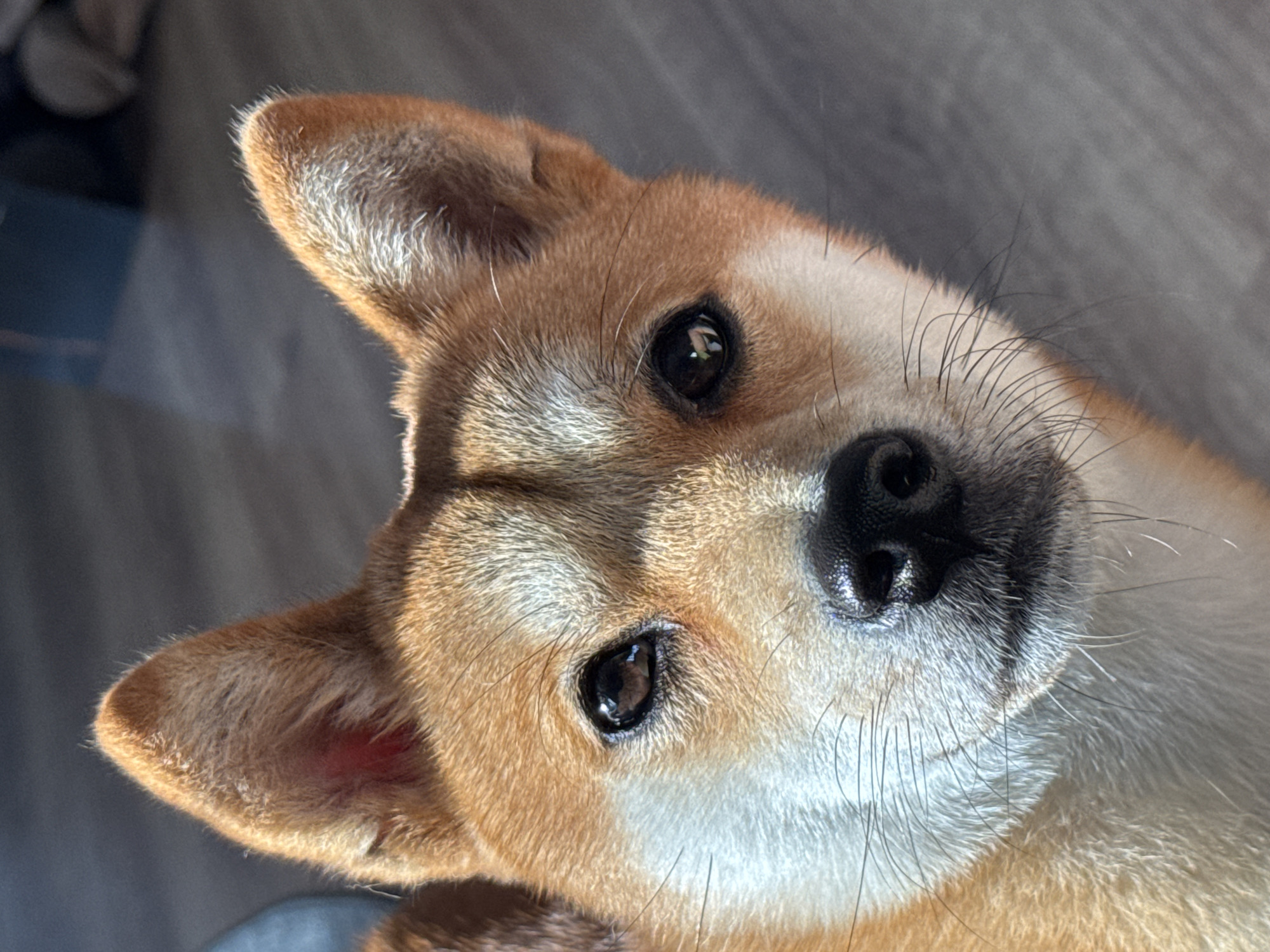 Shiba Inu close-ups at home in Carnikava, Latvia