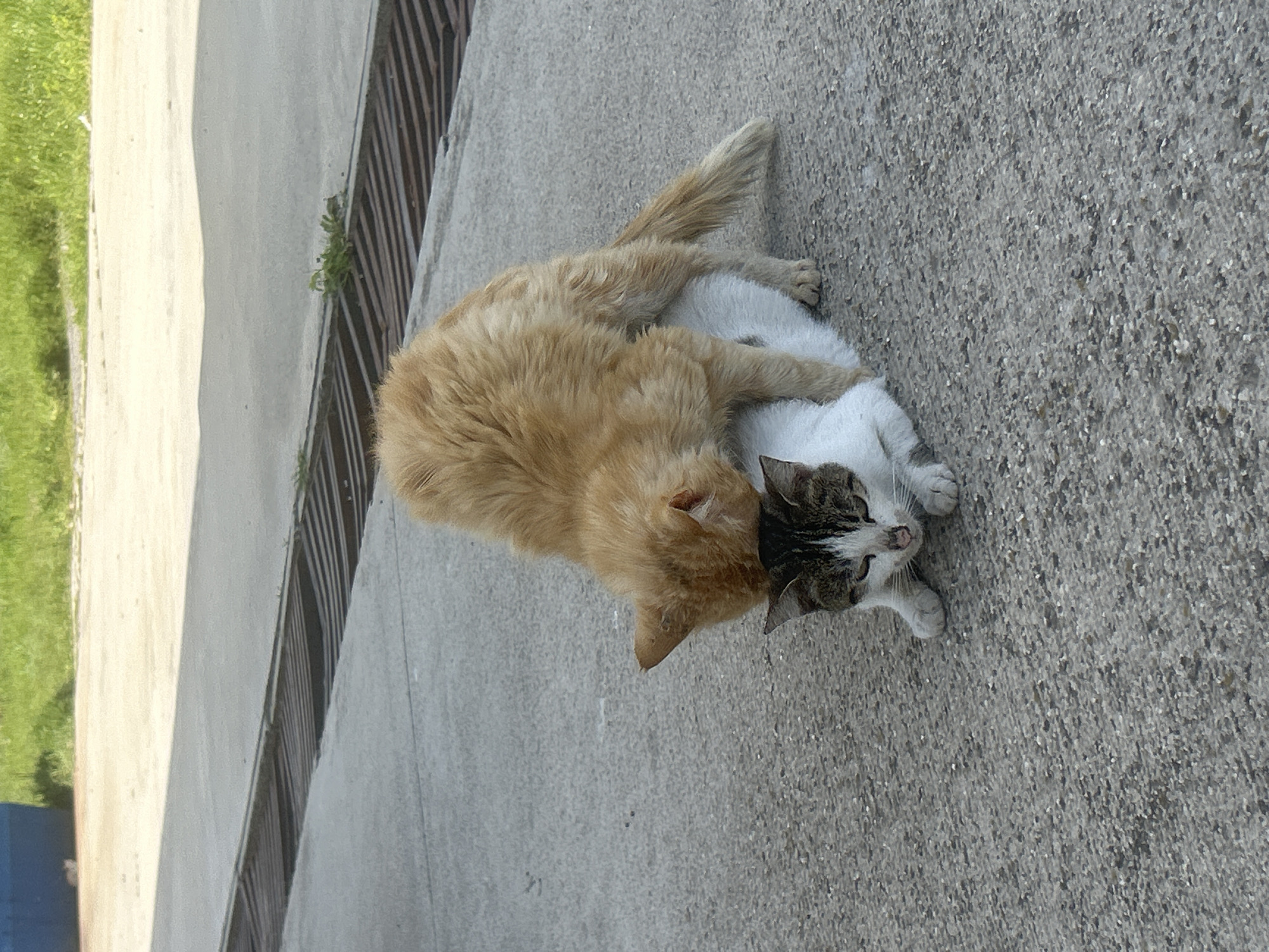 Two cats spotted resting together on concrete surface