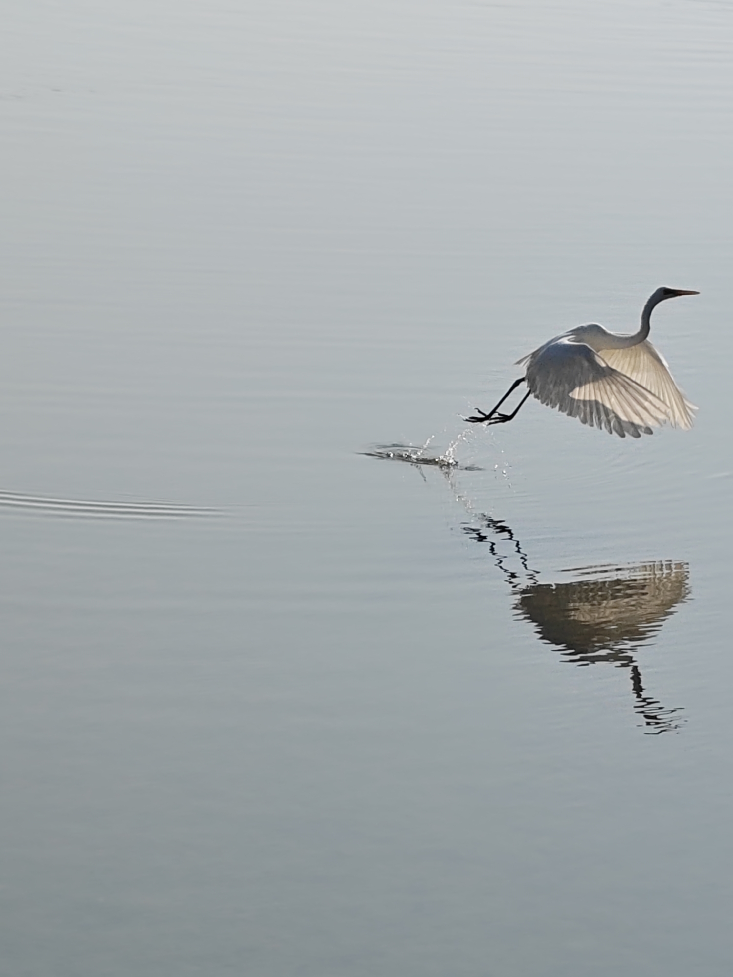 White egrets observed near Islamic Center Lhokseumawe waters