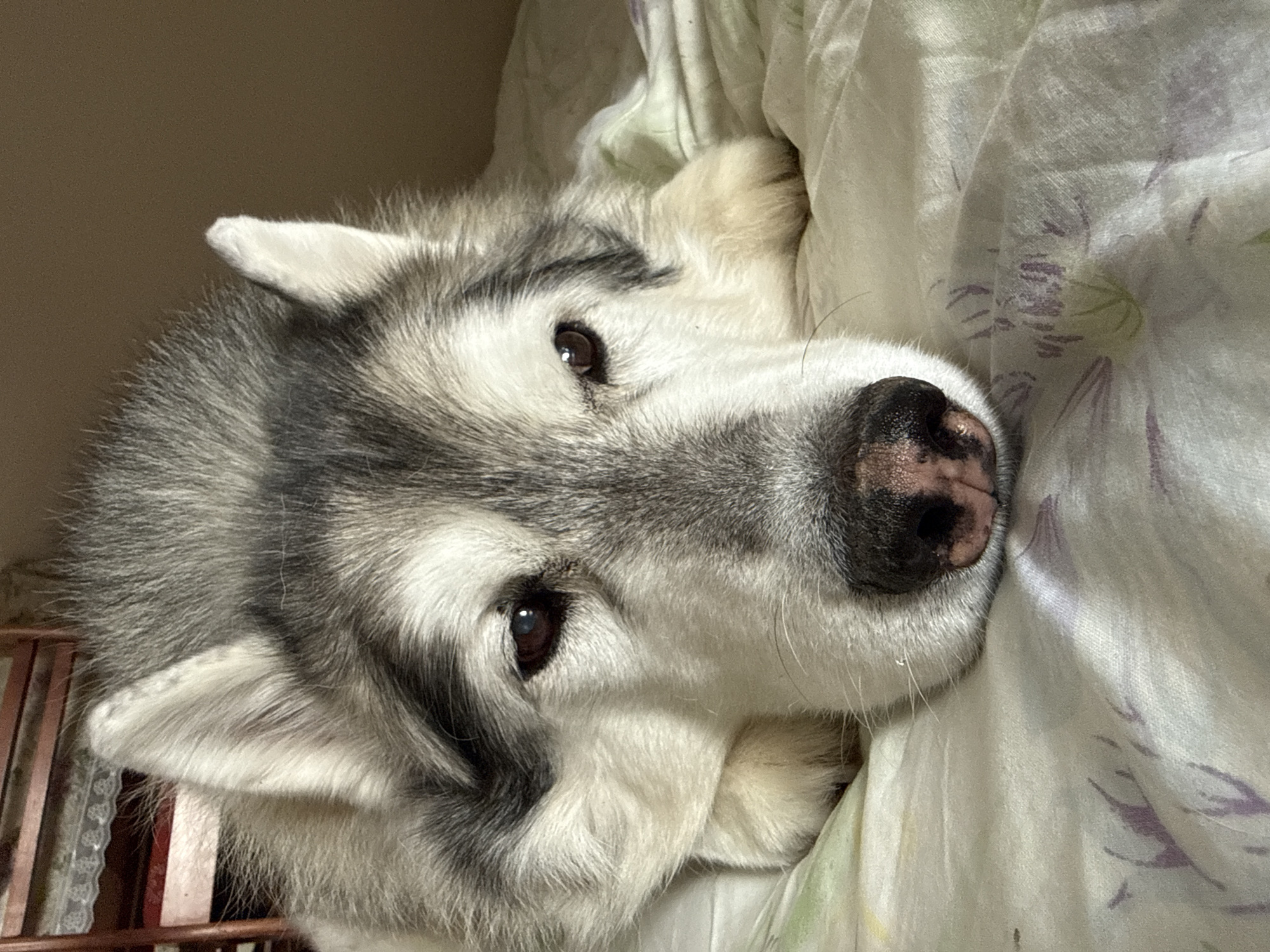 Siberian husky chilling on a floral comforter indoors