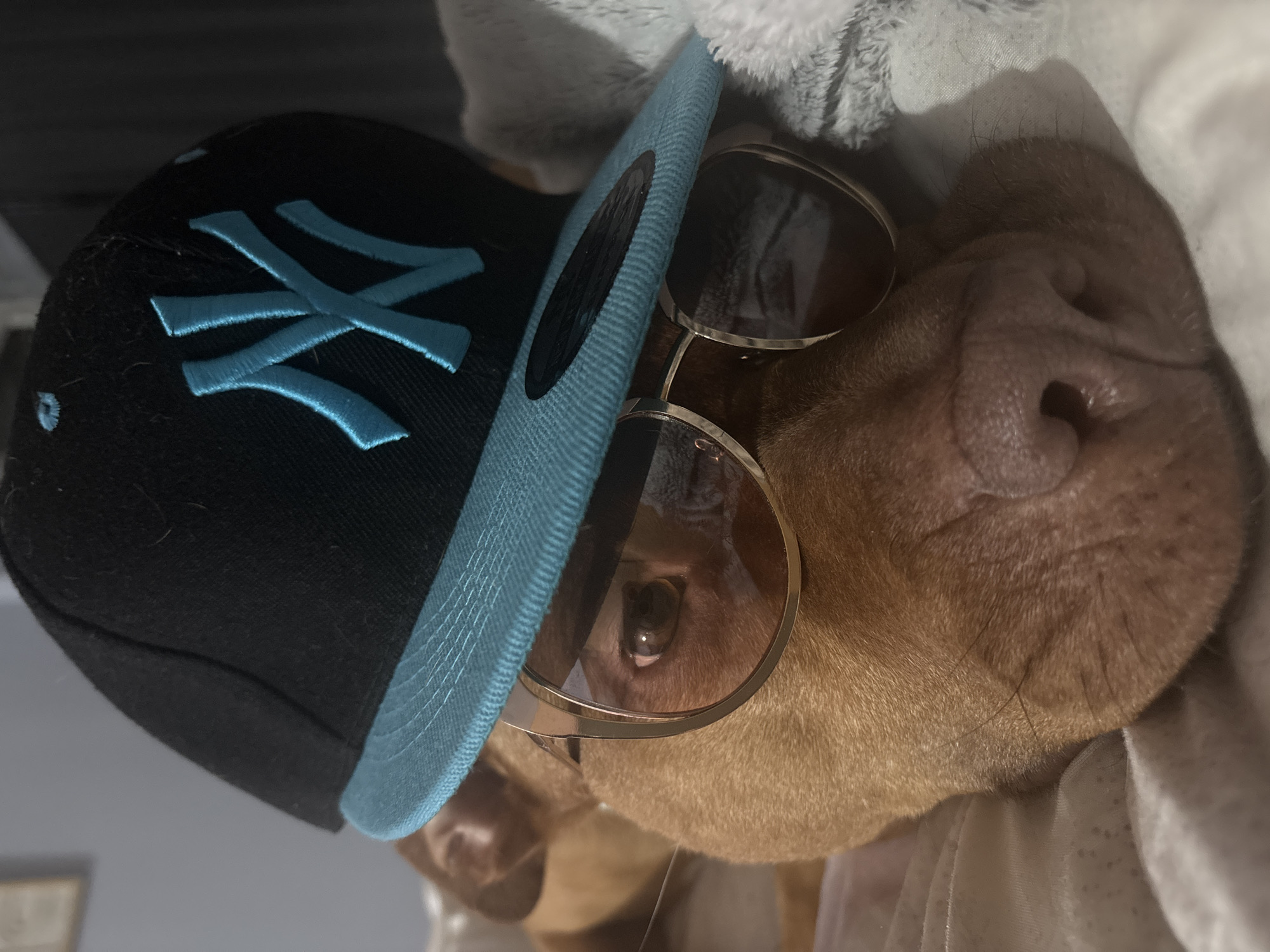 Fashionable dog photographed wearing sunglasses and cap in Sofia