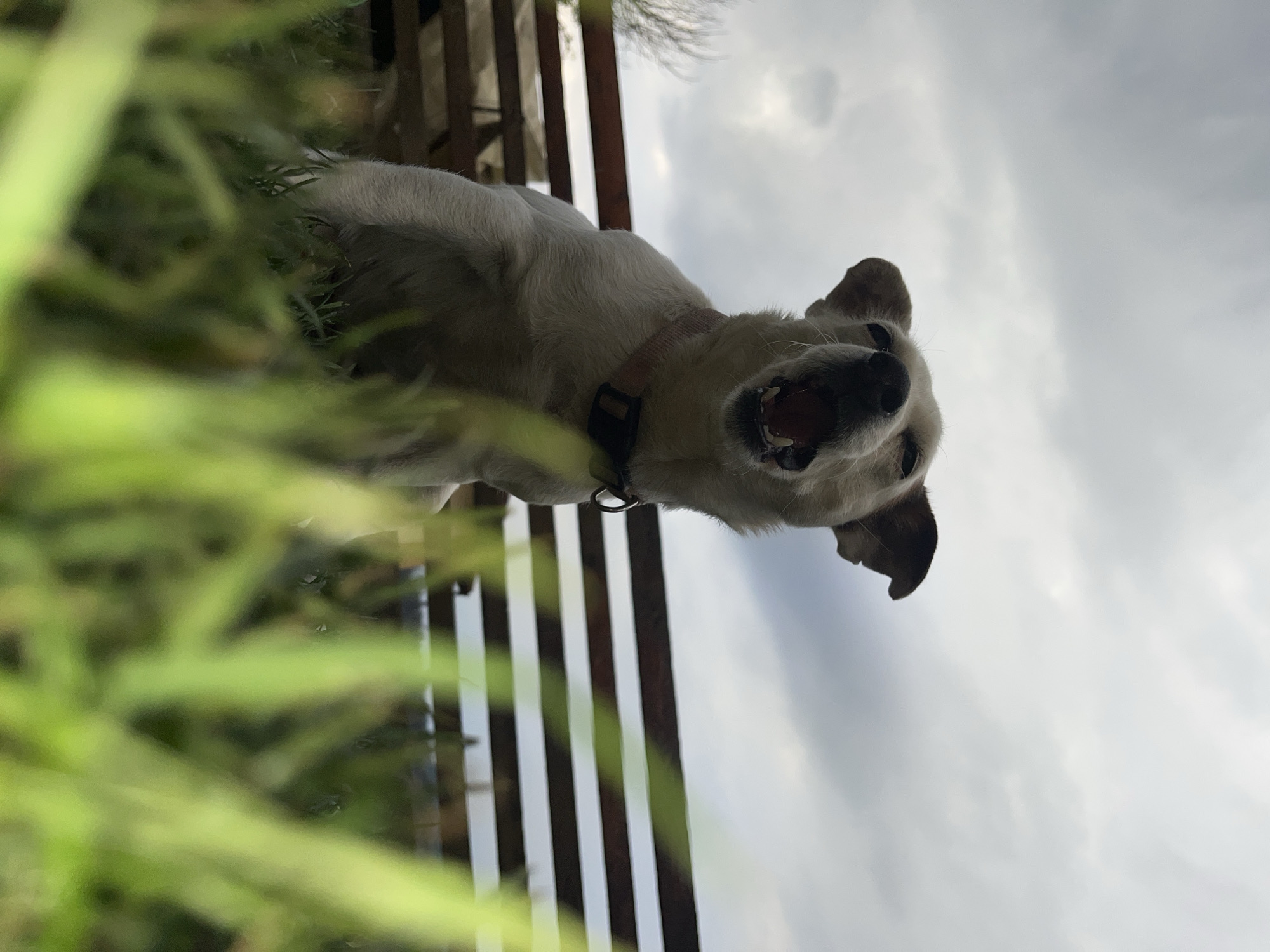 Light-colored dog photographed outdoors in Vladaya, Bulgaria