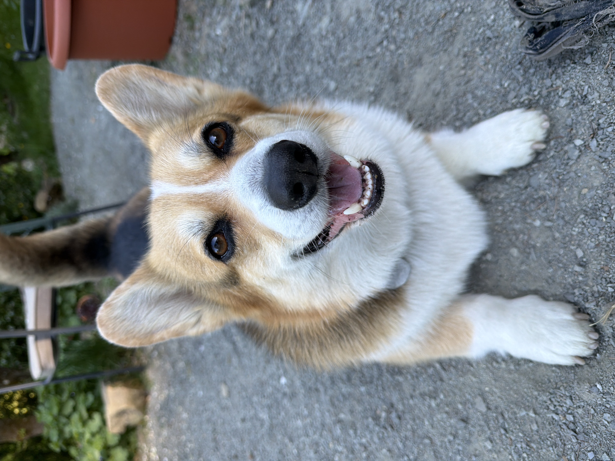 Person enjoys afternoon drink with Corgi in German garden