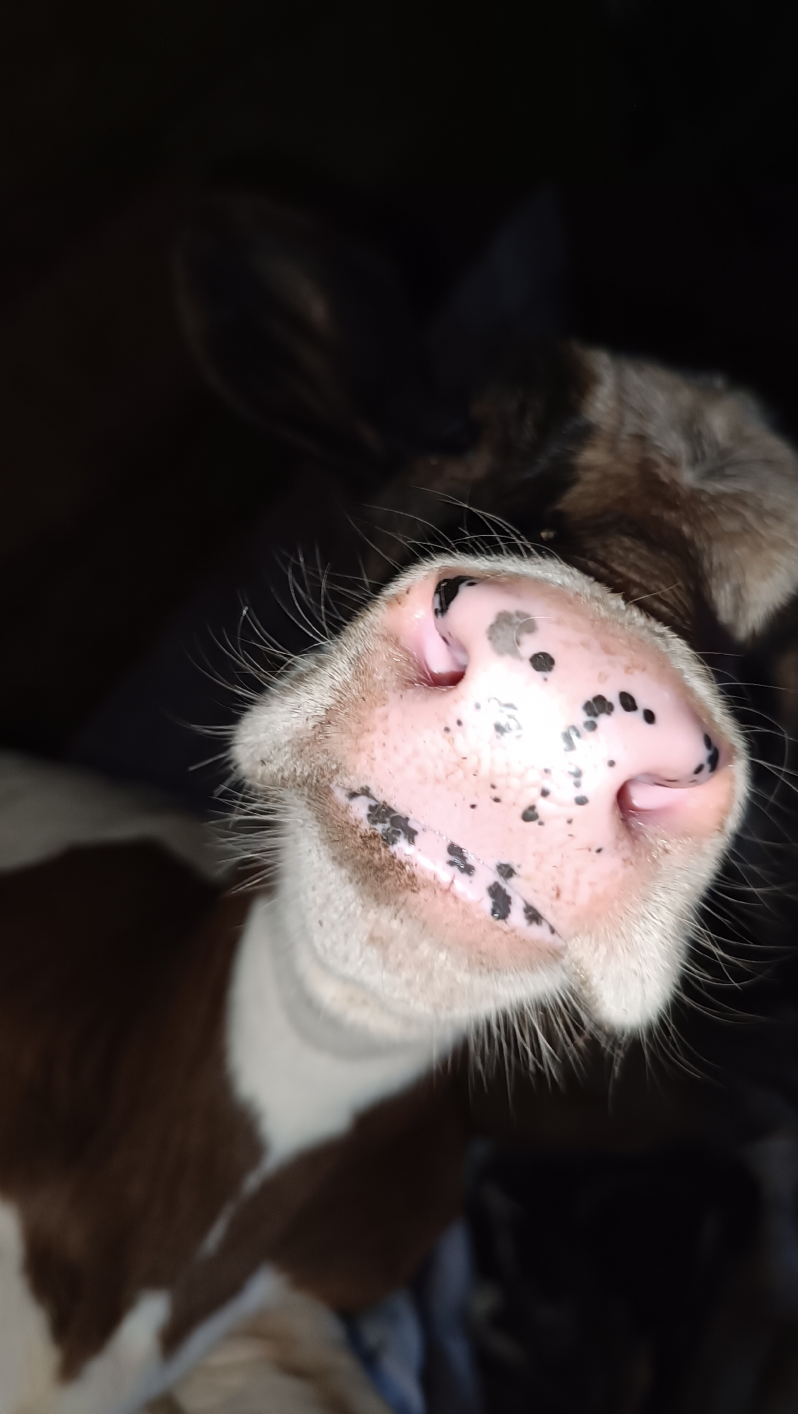 Close-up barn shots of calves, faces and all.