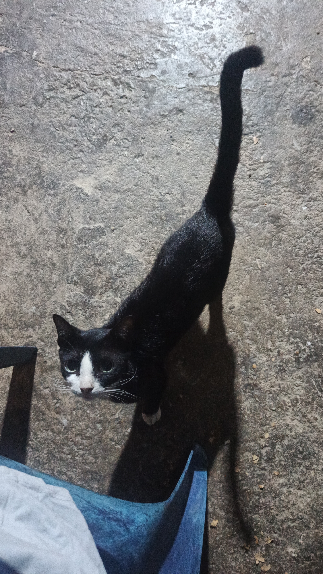 Black and white cat spotted on concrete in Venezuela