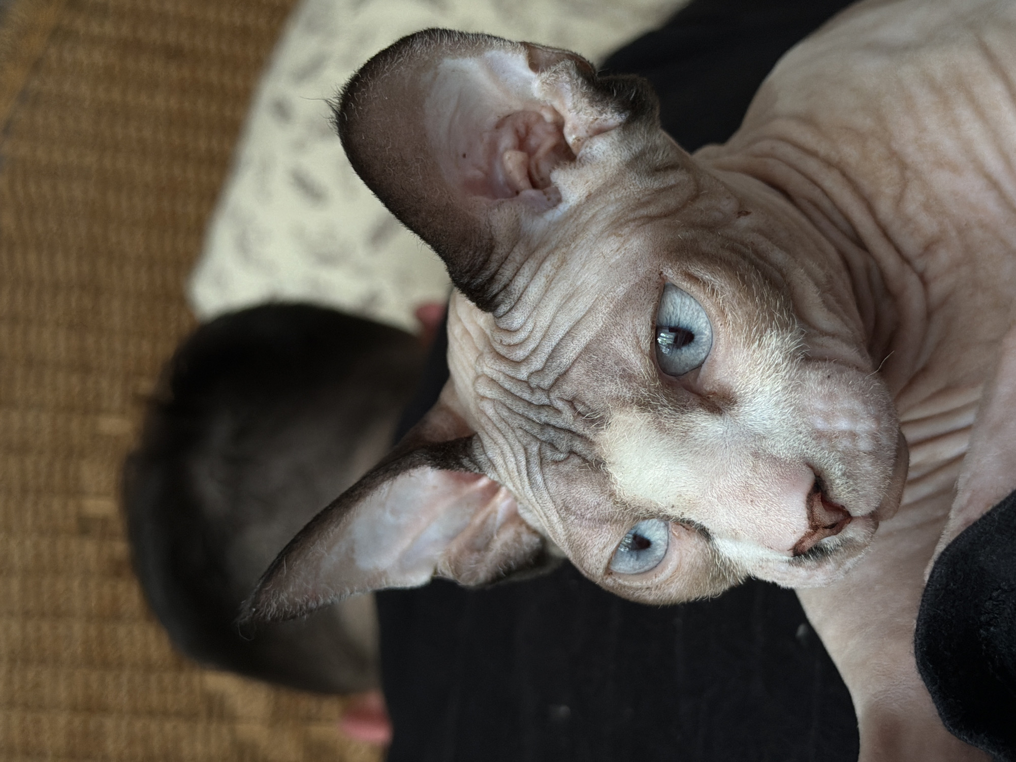 Sphynx cat lazy afternoon on a bed in Odesa