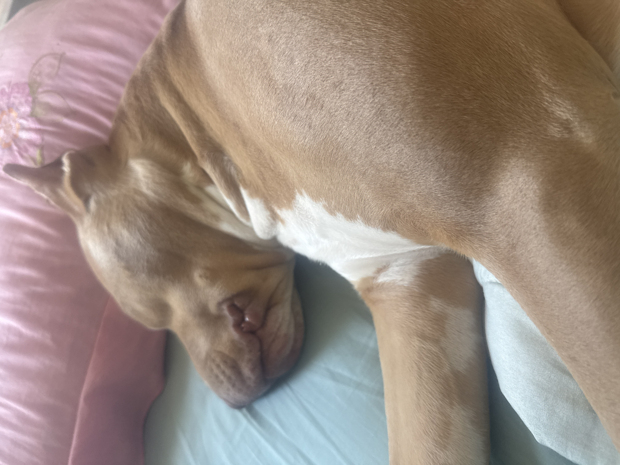 A sleepy pit bull and a bowl of apricots in Metsamor