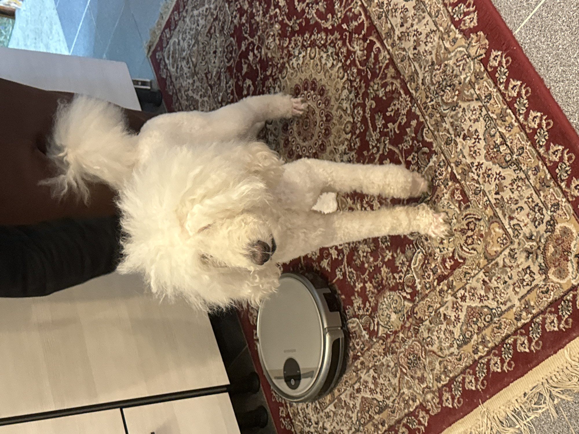 White poodle plays indoors with owner in Krasnoyarsk home