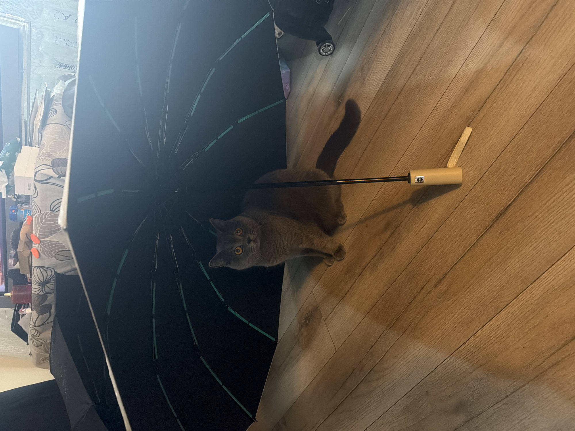 Gray cat lounging under an umbrella on a wooden floor