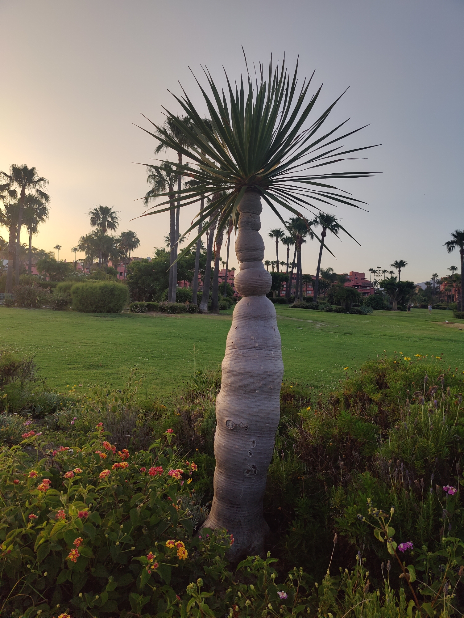 Estepona coastal park at golden hour, gardens to sunset