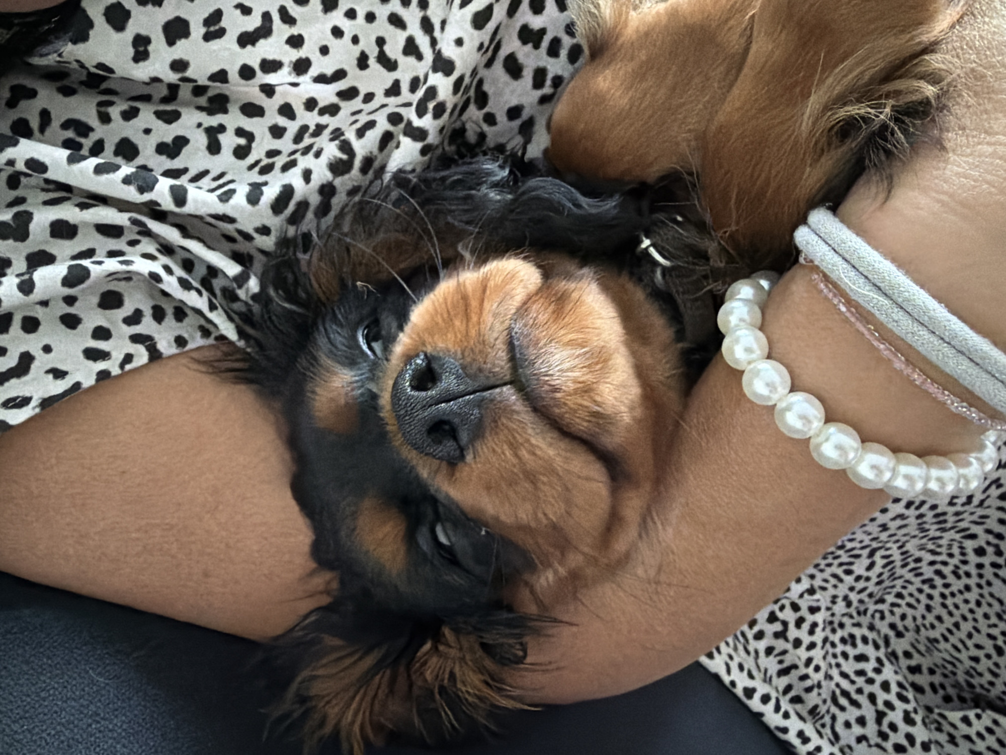 Cavalier King Charles Spaniel puppy photographed being cuddled in Puebla