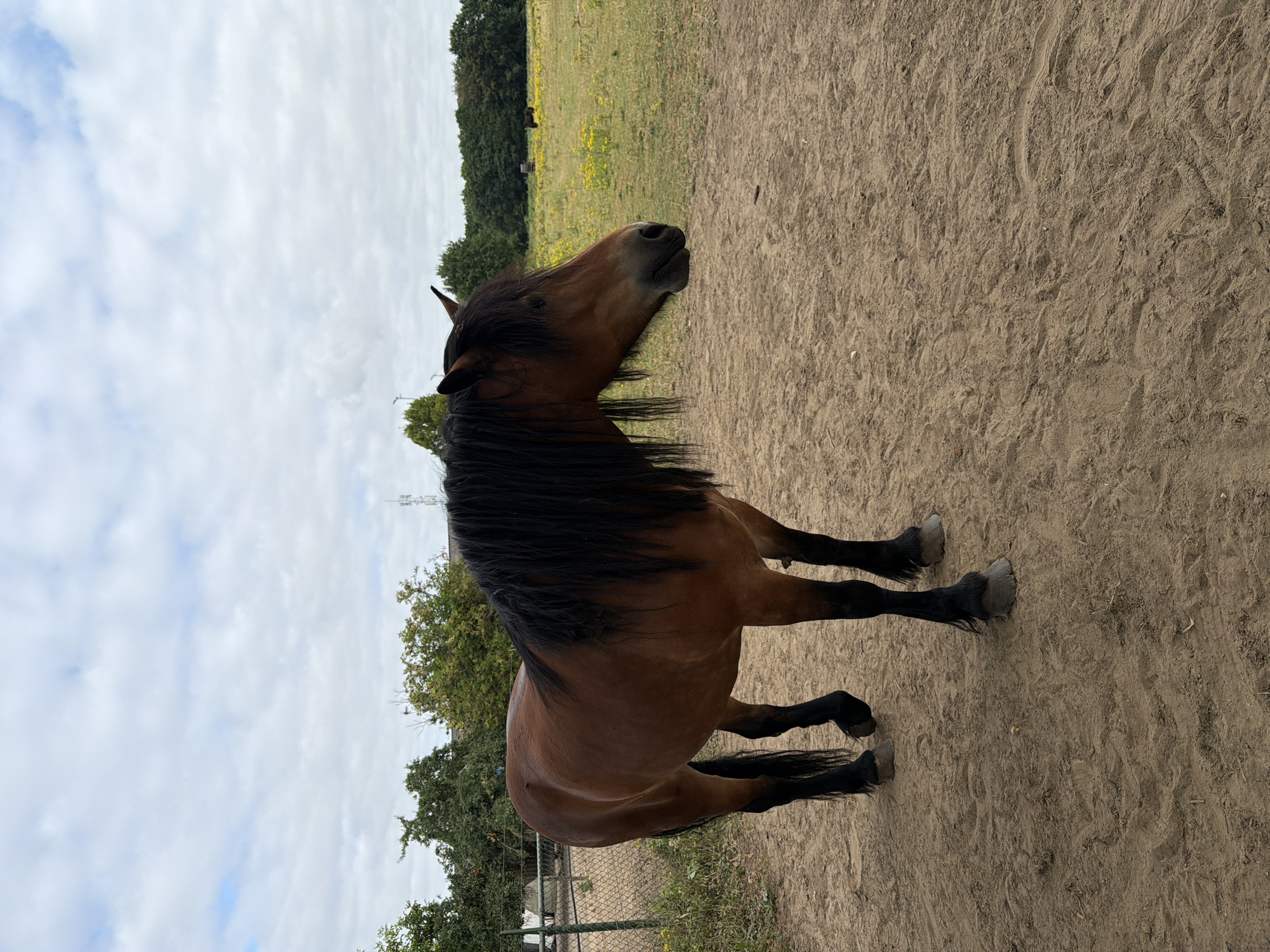 Farm animals on a quiet summer morning in Melick