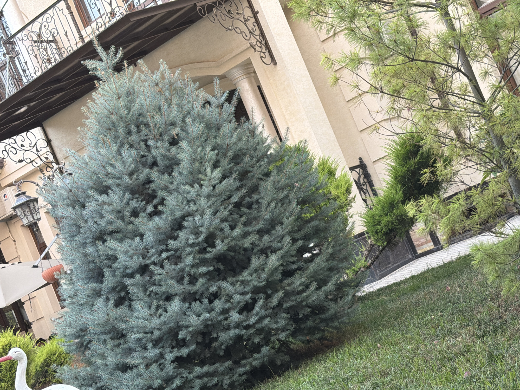 Decorated residential garden in Tutzar, Uzbekistan