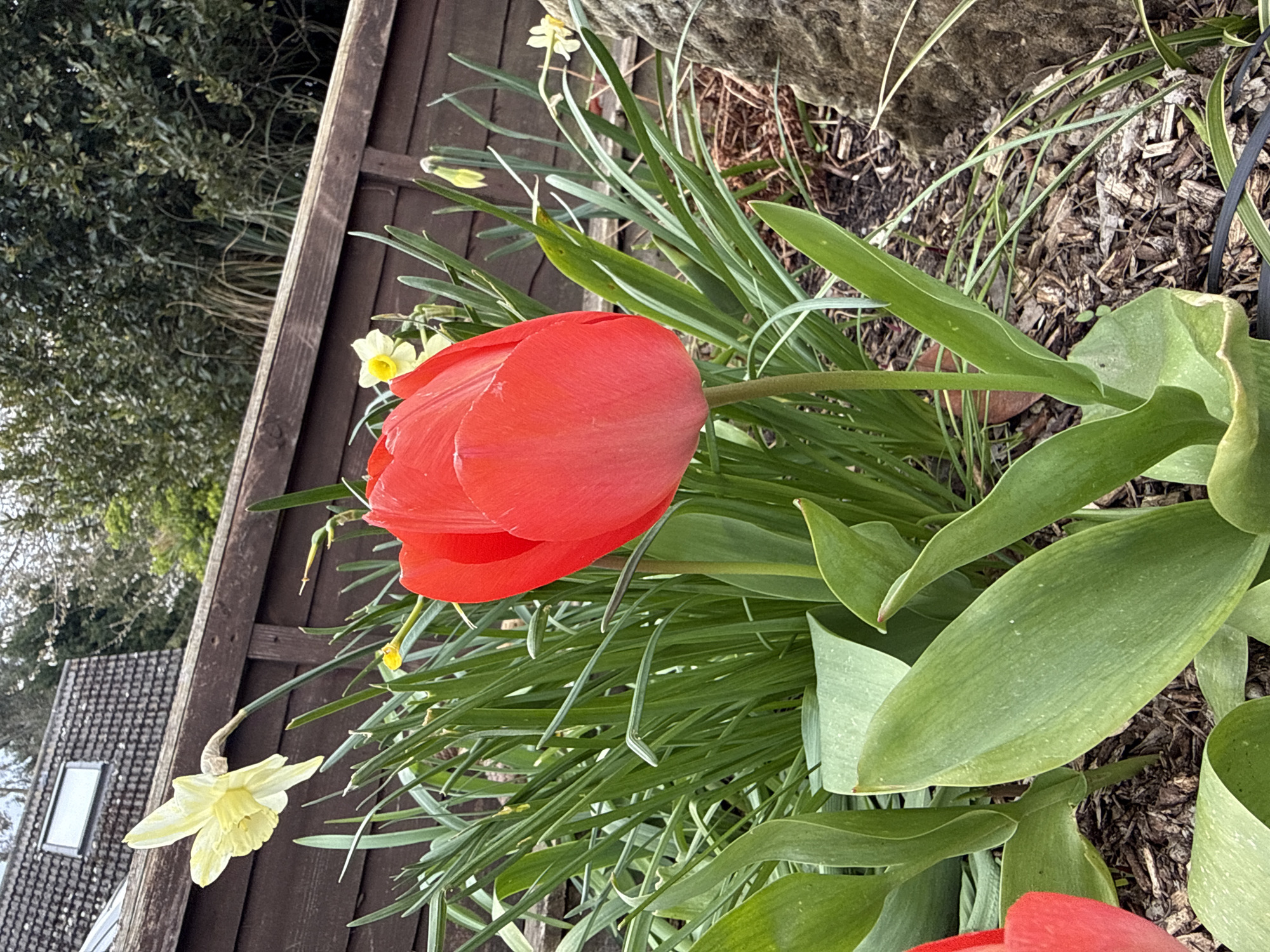Red tulip blooms among daffodils in Great Yarmouth garden