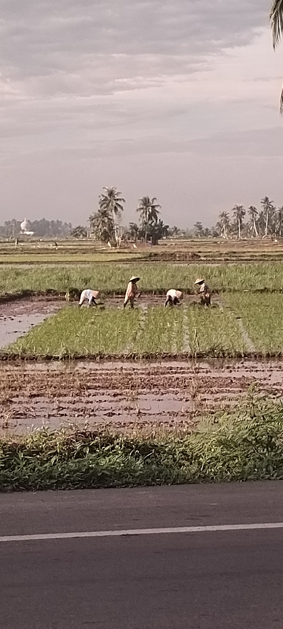 Harvest time in a flooded rice paddy, Peurupok, Indonesia
