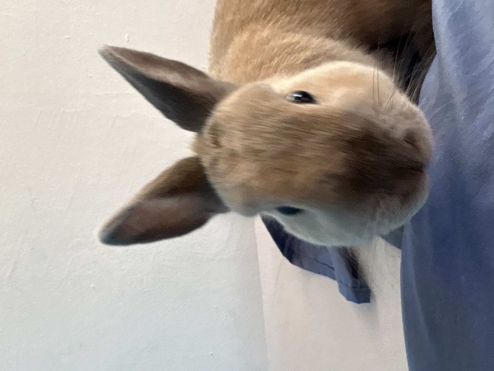 Close-up moments with a rabbit in Tsarevo, Bulgaria