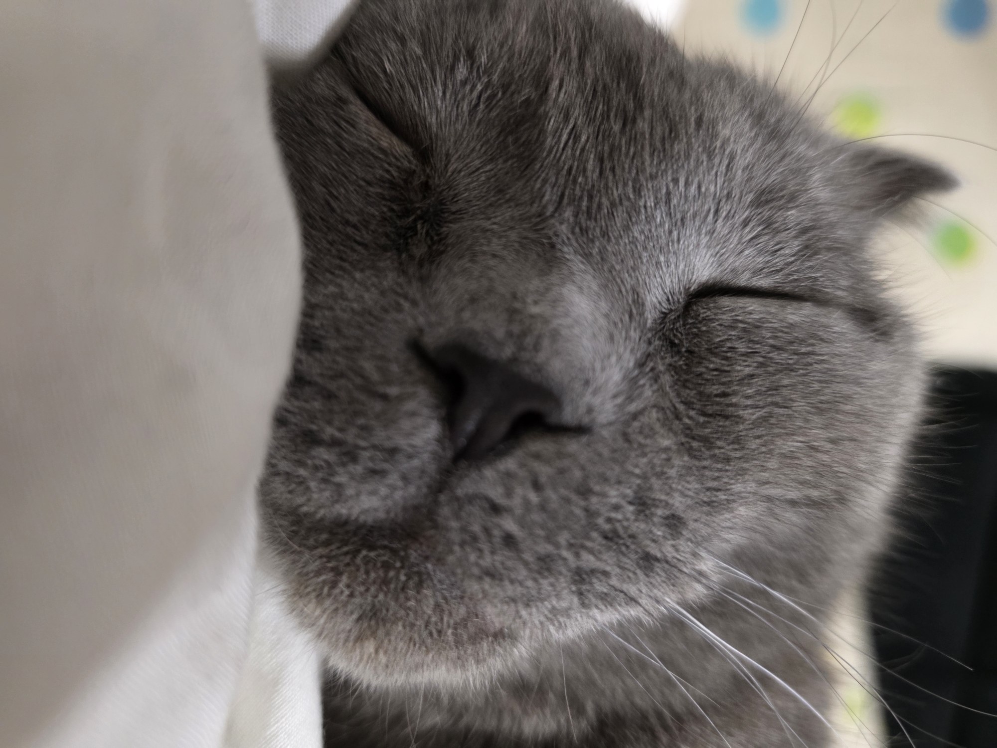 Gray cat rests peacefully in Be'er-Sheva home