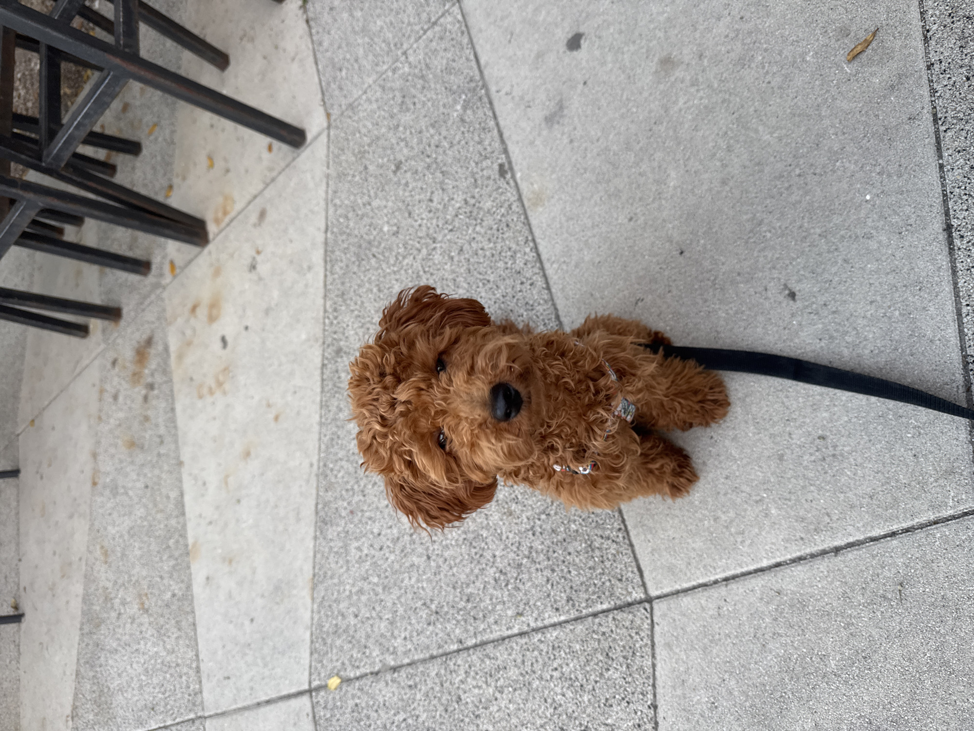 Afternoon stroll with poodle at Montenegro seaside cafe