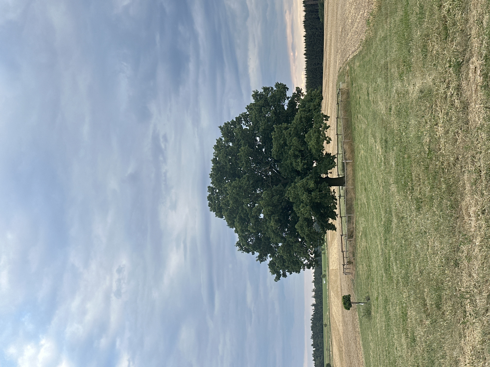 Lone oak tree stands fenced in a harvested rural field
