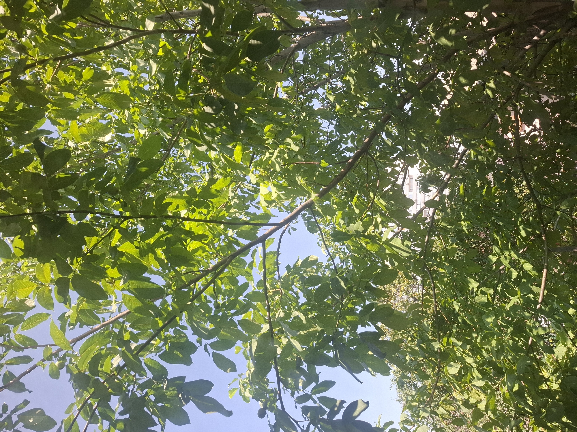 A lazy summer morning in an Almaty garden