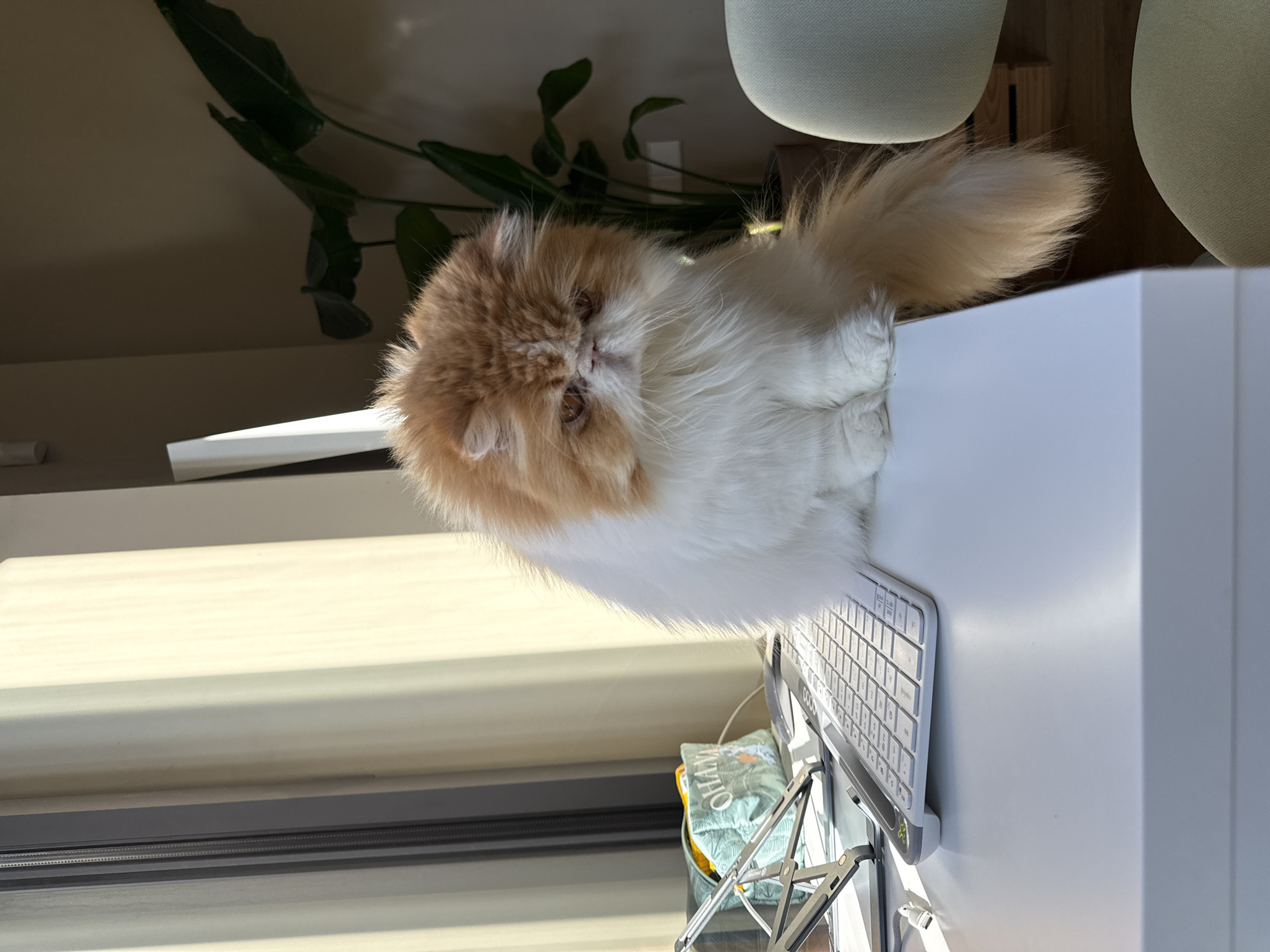 Barcelona resident documents cats and pizza preparation at home