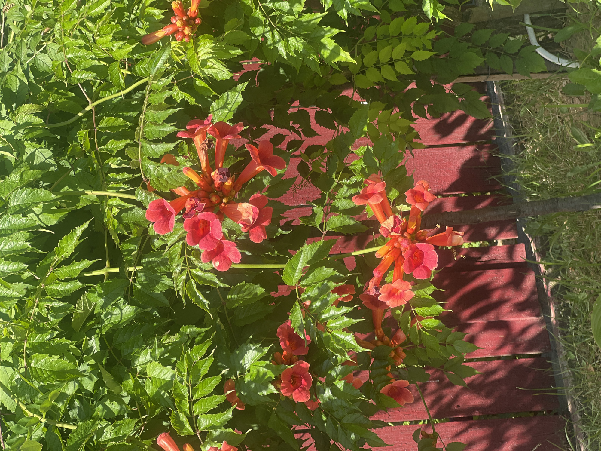Wild plants and summer blooms along Bârnova's rural edges