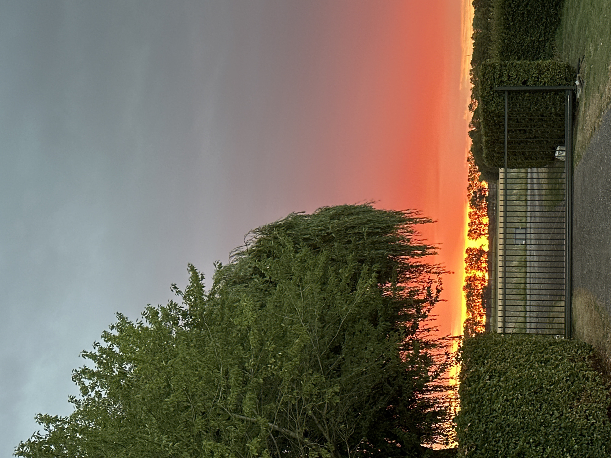 Weeping willow at sunset, rural Dronten countryside