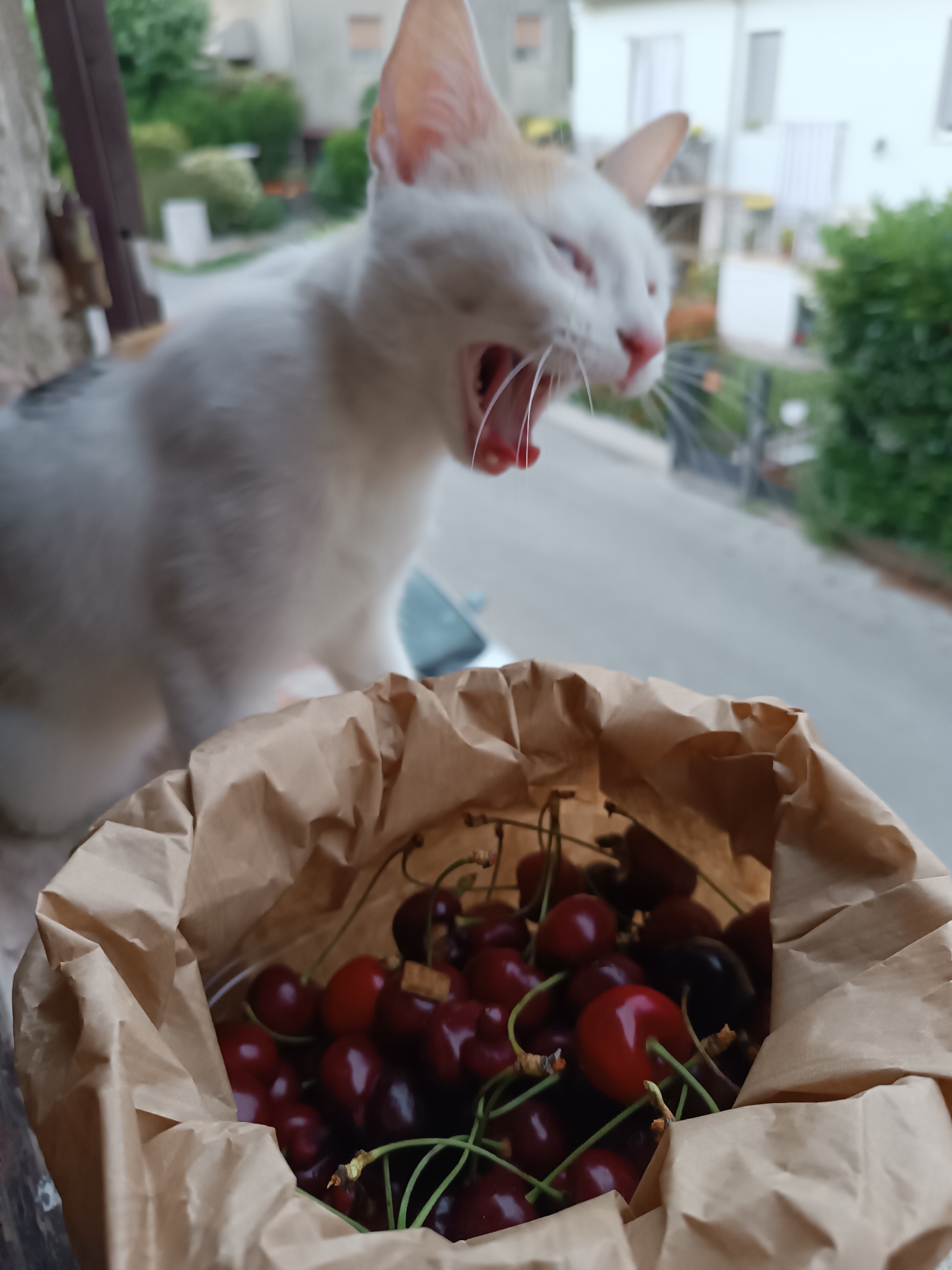 Cat encounters strawberries and cherries in Viadana, Italy