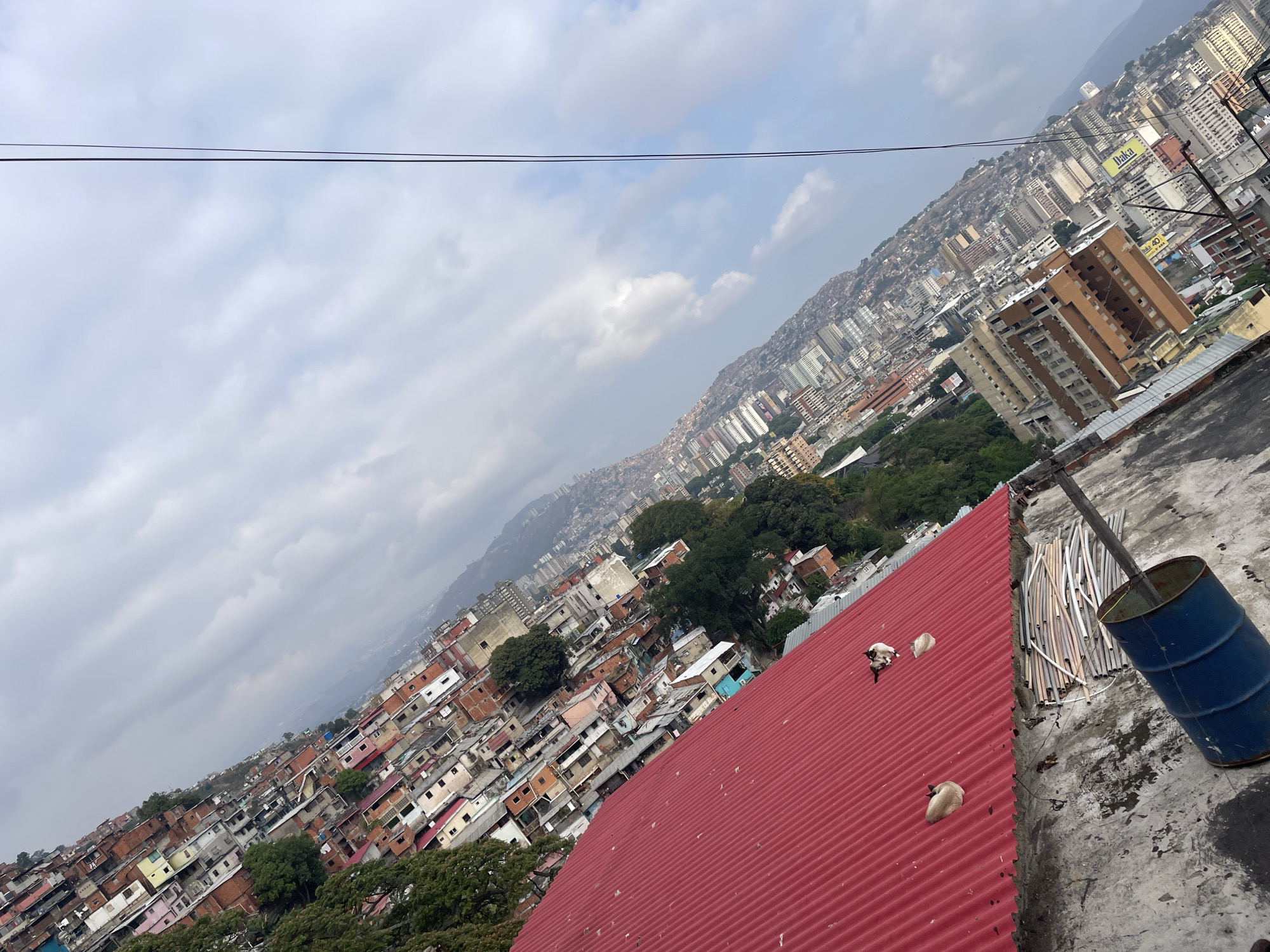 Rooftop observer documents Caracas cityscape and three resting cats