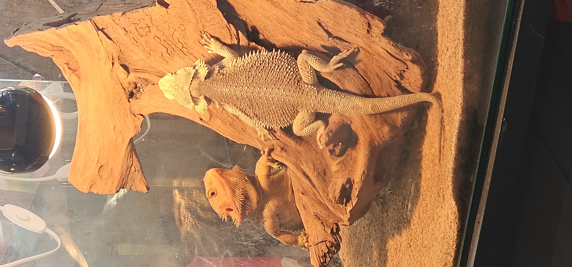 Pet bearded dragons photographed in Moscow terrarium setup