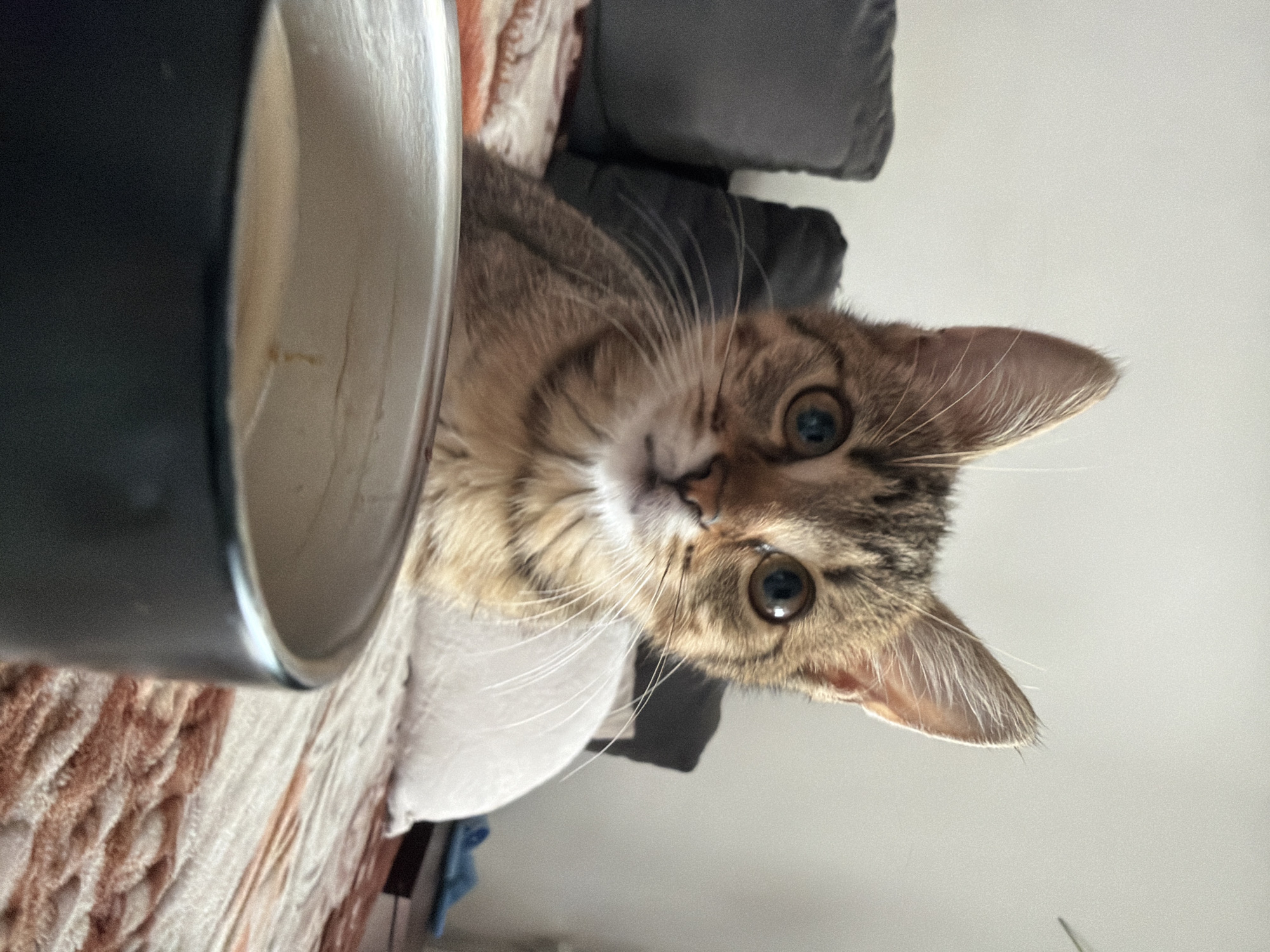Tabby kitten explores mugs, blankets, and a lap indoors