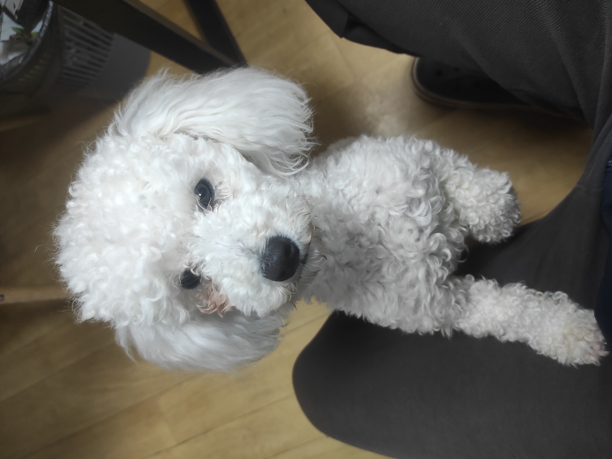 Morning domestic scenes with white dog captured by witnesses
