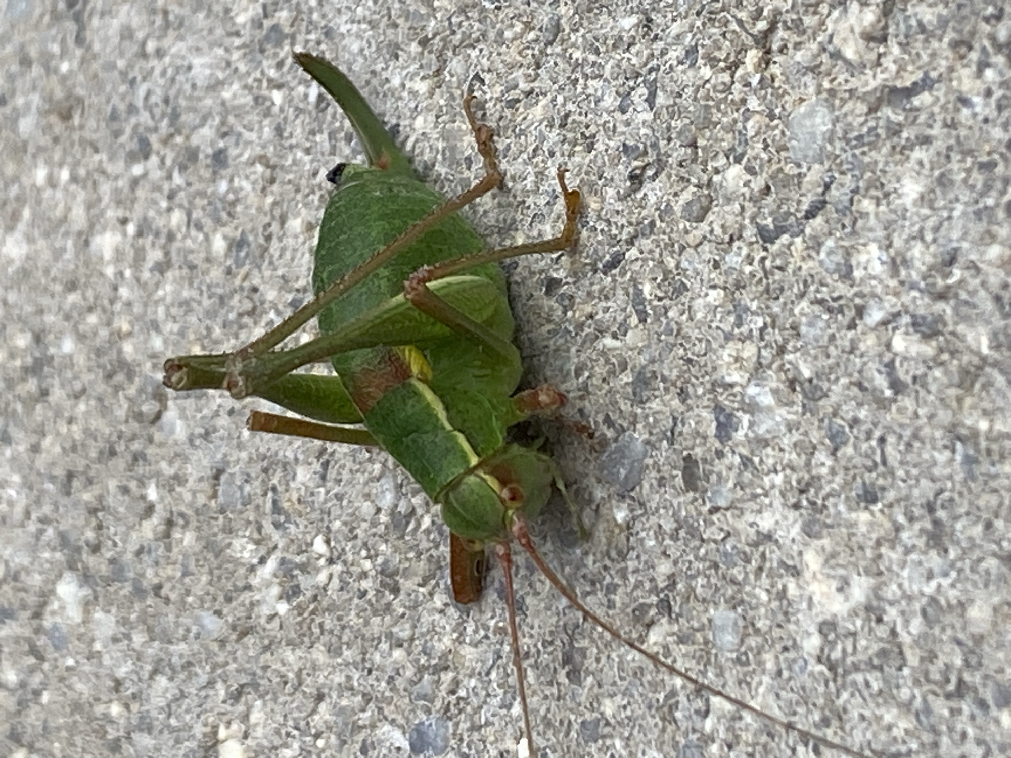Katydids and garden flowers in close-up, Purkersdorf