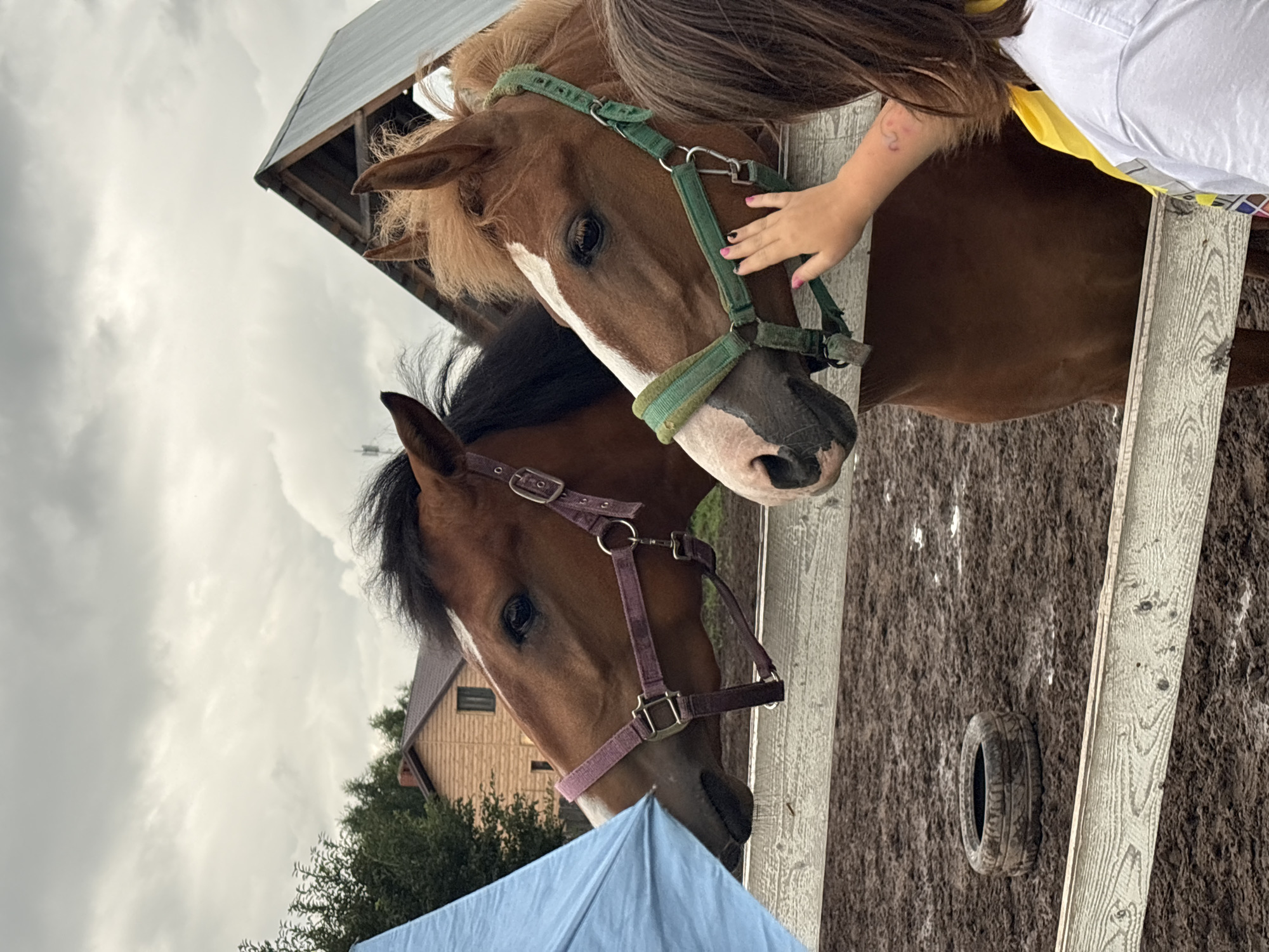 Horses and handlers at a rural equestrian facility near Perm