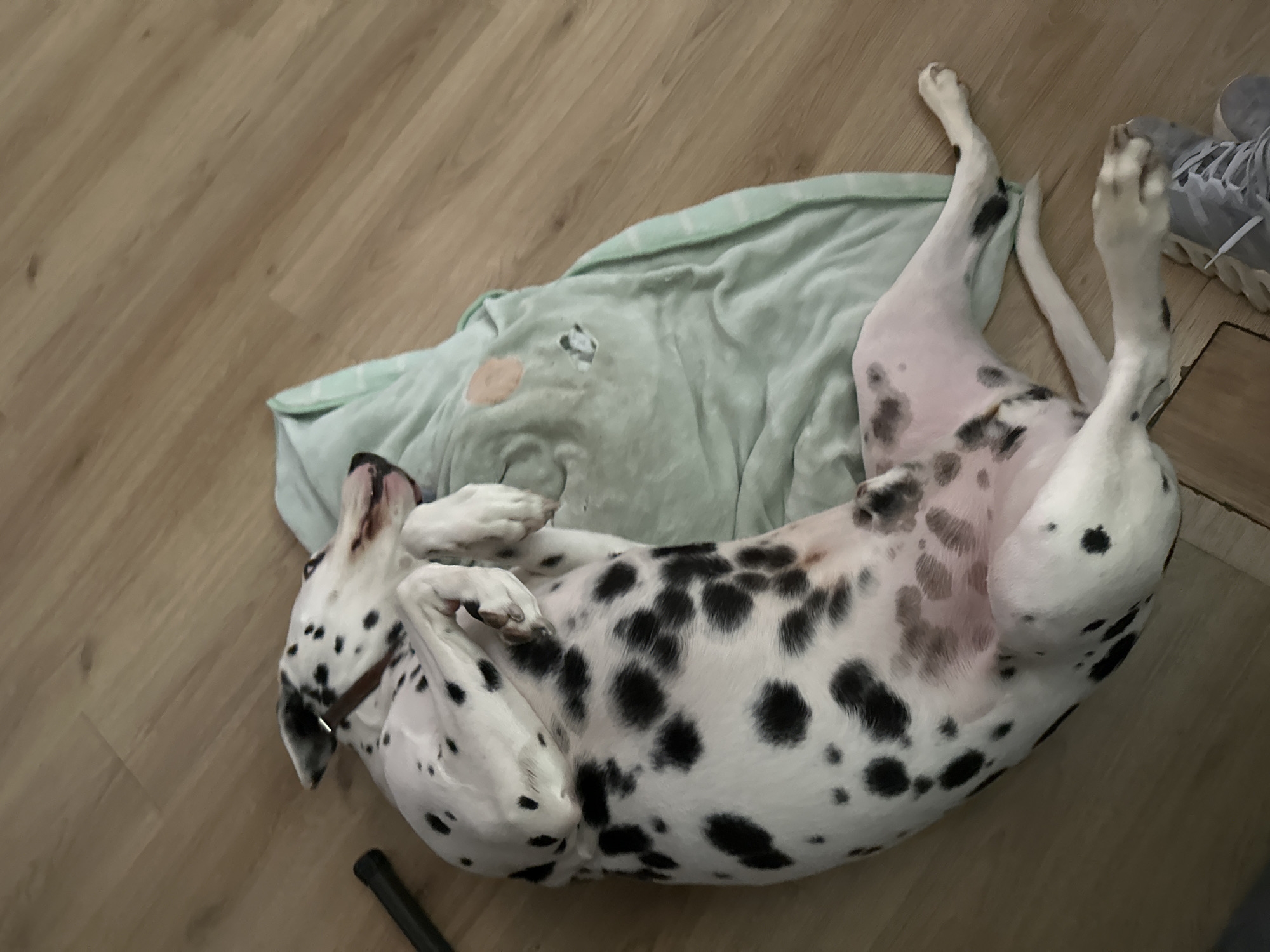 Domestic moments captured in Puebla: resting Dalmatian, prepared plantain
