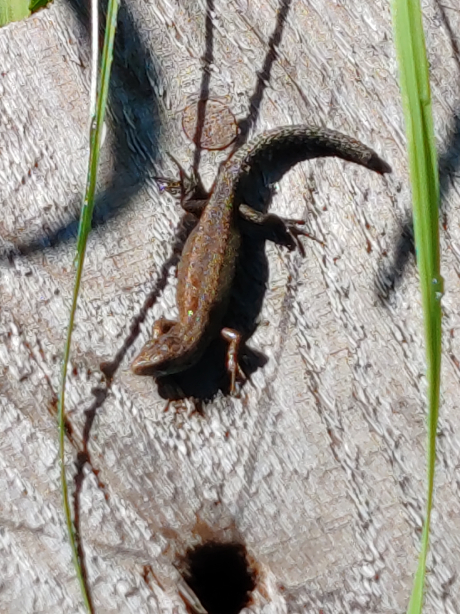 Summer morning in rural Chuhloma: lizards, roses, and open skies
