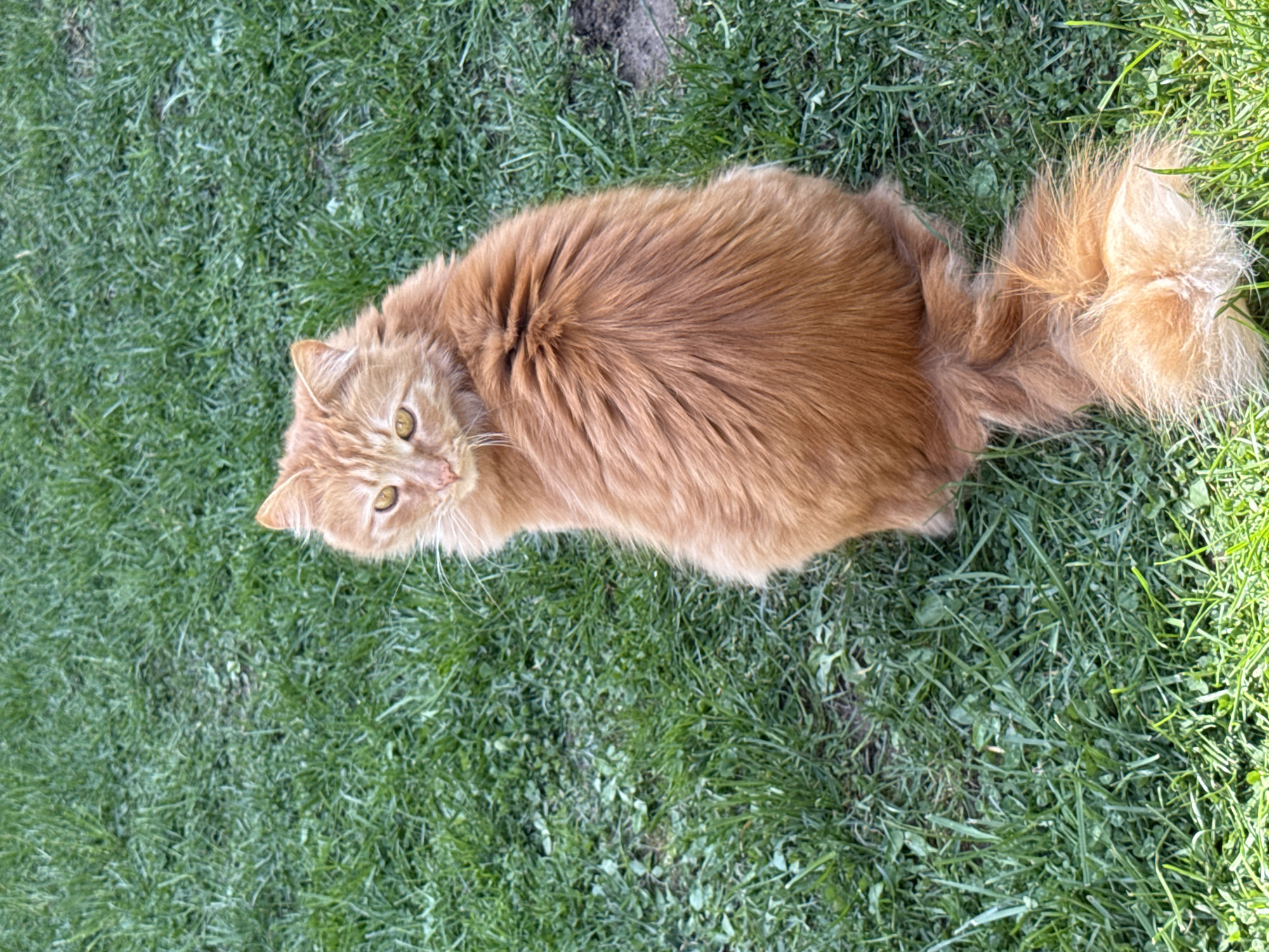 Orange cat spotted on lawn in Berkovitsa, Bulgaria